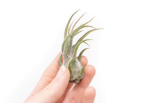 Tillandsia Pruinosa Air Plants