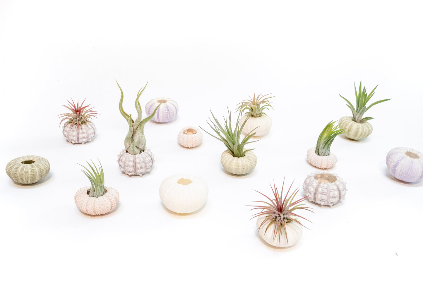 Green Urchin with Tillandsia Air Plant