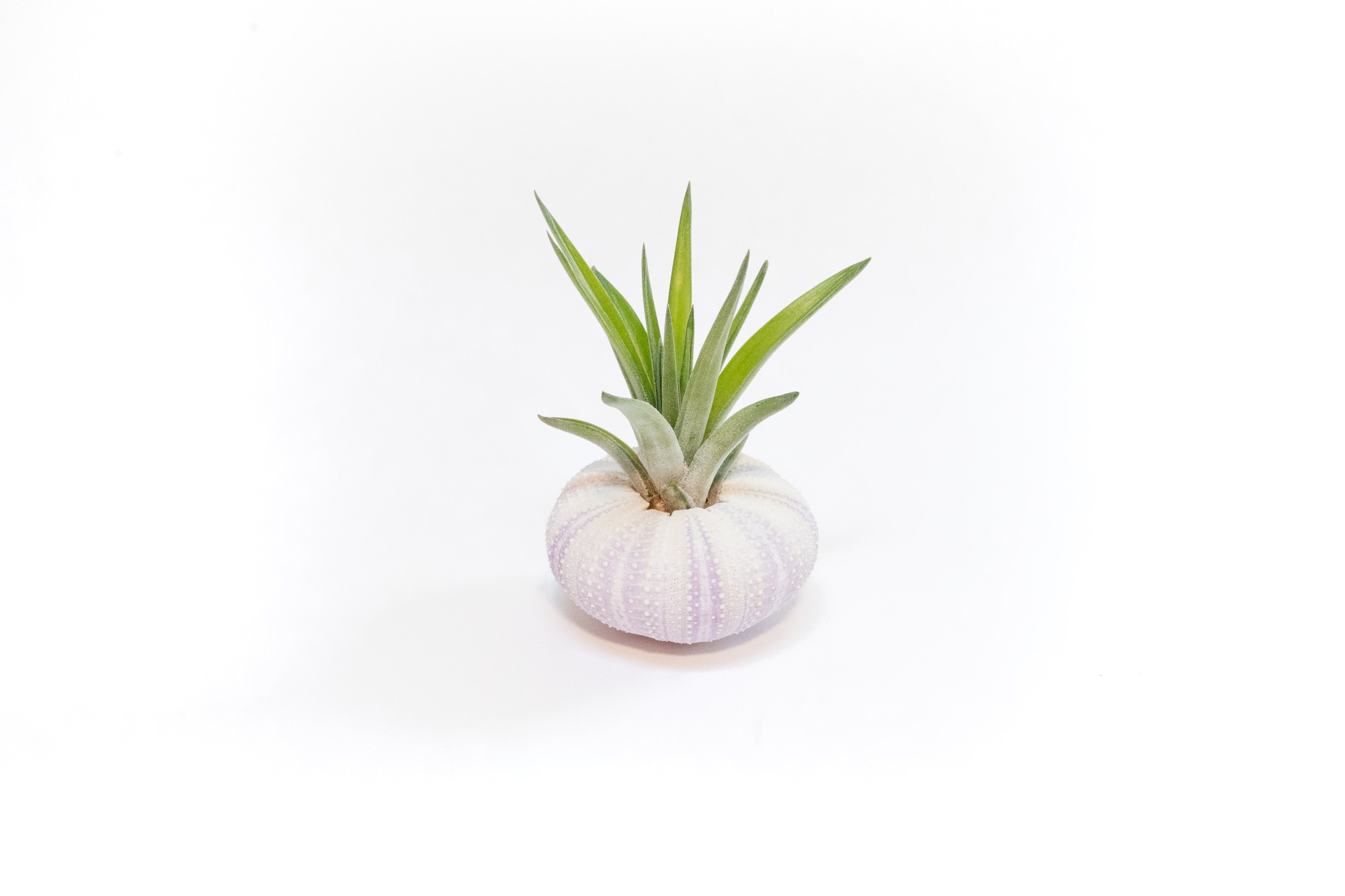Purple Urchin with Tillandsia Air Plant
