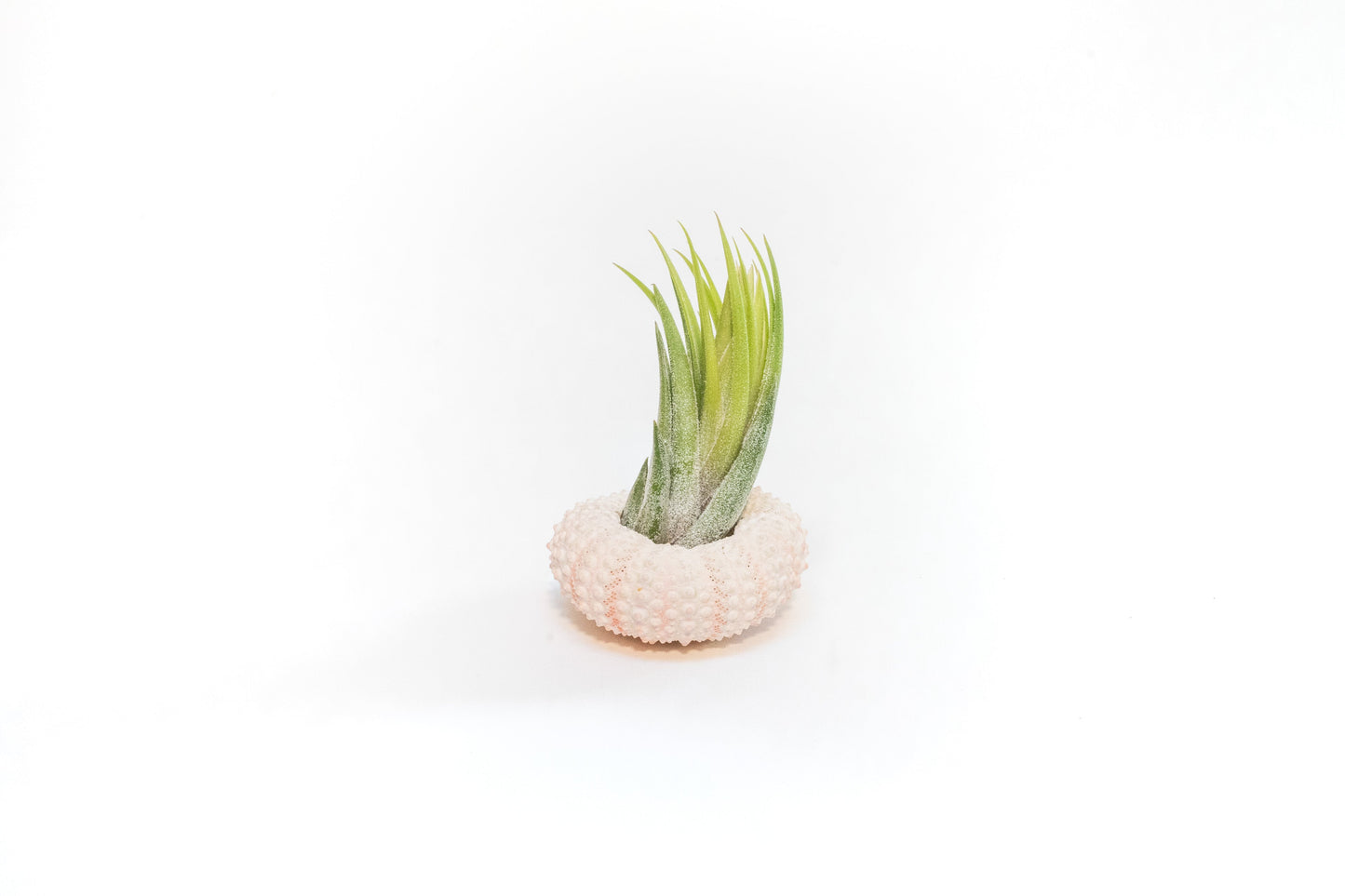 Pink Urchins with Tillandsia Air Plants