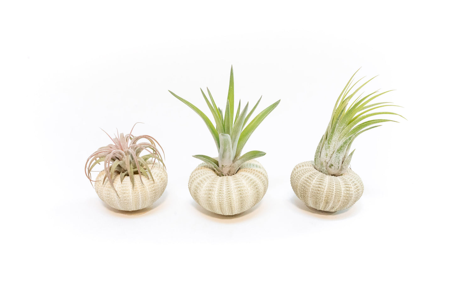 Green Urchin with Tillandsia Air Plant