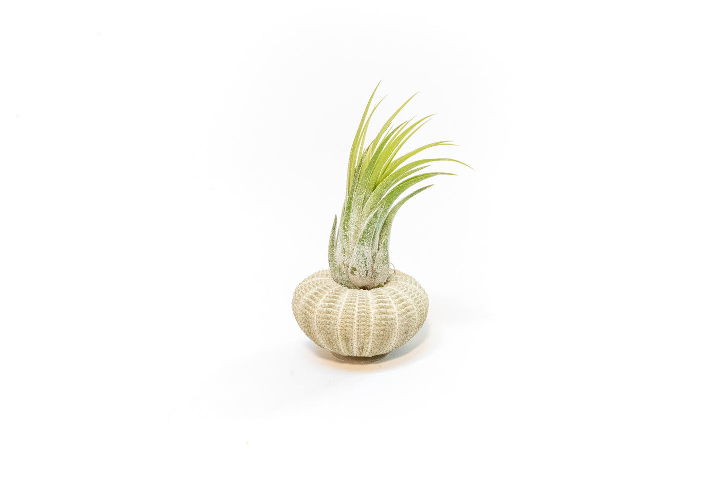 Green Urchins with Tillandsia Air Plants - Set of 1, 3 or 5