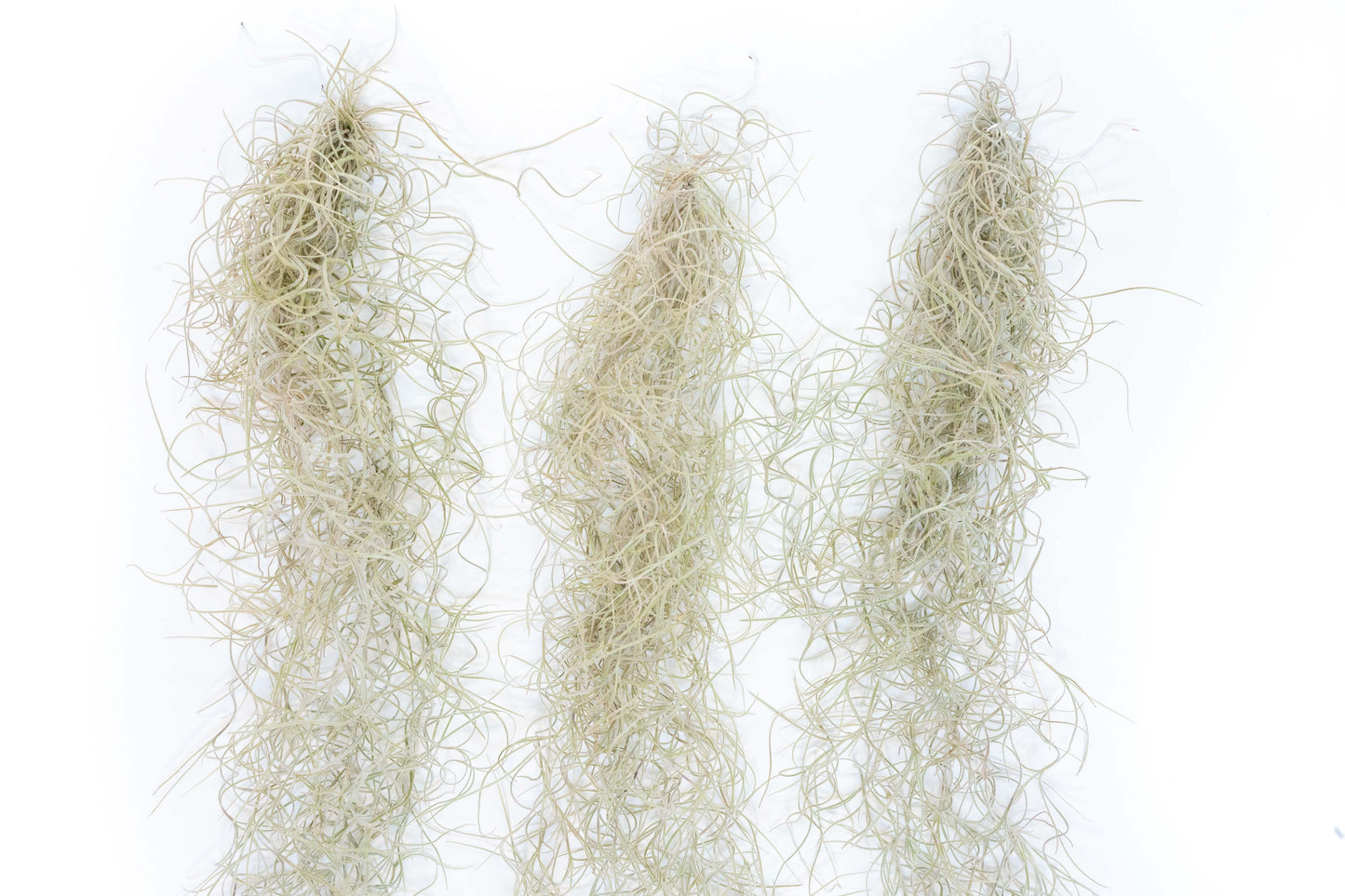 SALE - Tillandsia Guatemala Gray Spanish Moss - 1 Foot Clumps - Set of 3 or 6 Strands - 40% Off