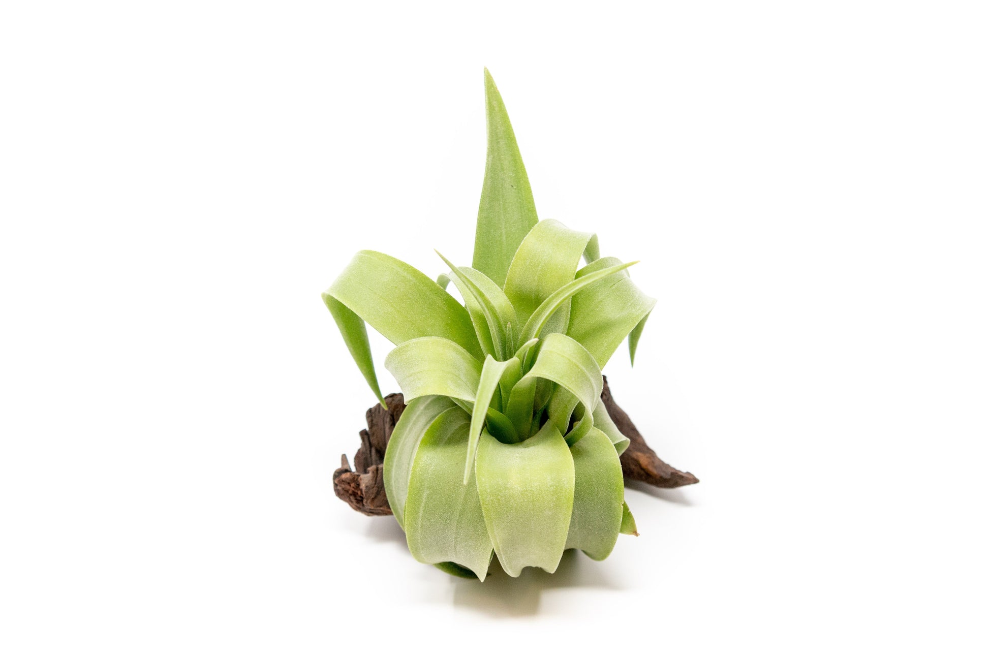sparkler air plant SALE - Tillandsia Streptophylla Air Plants - Set of 3 or 6