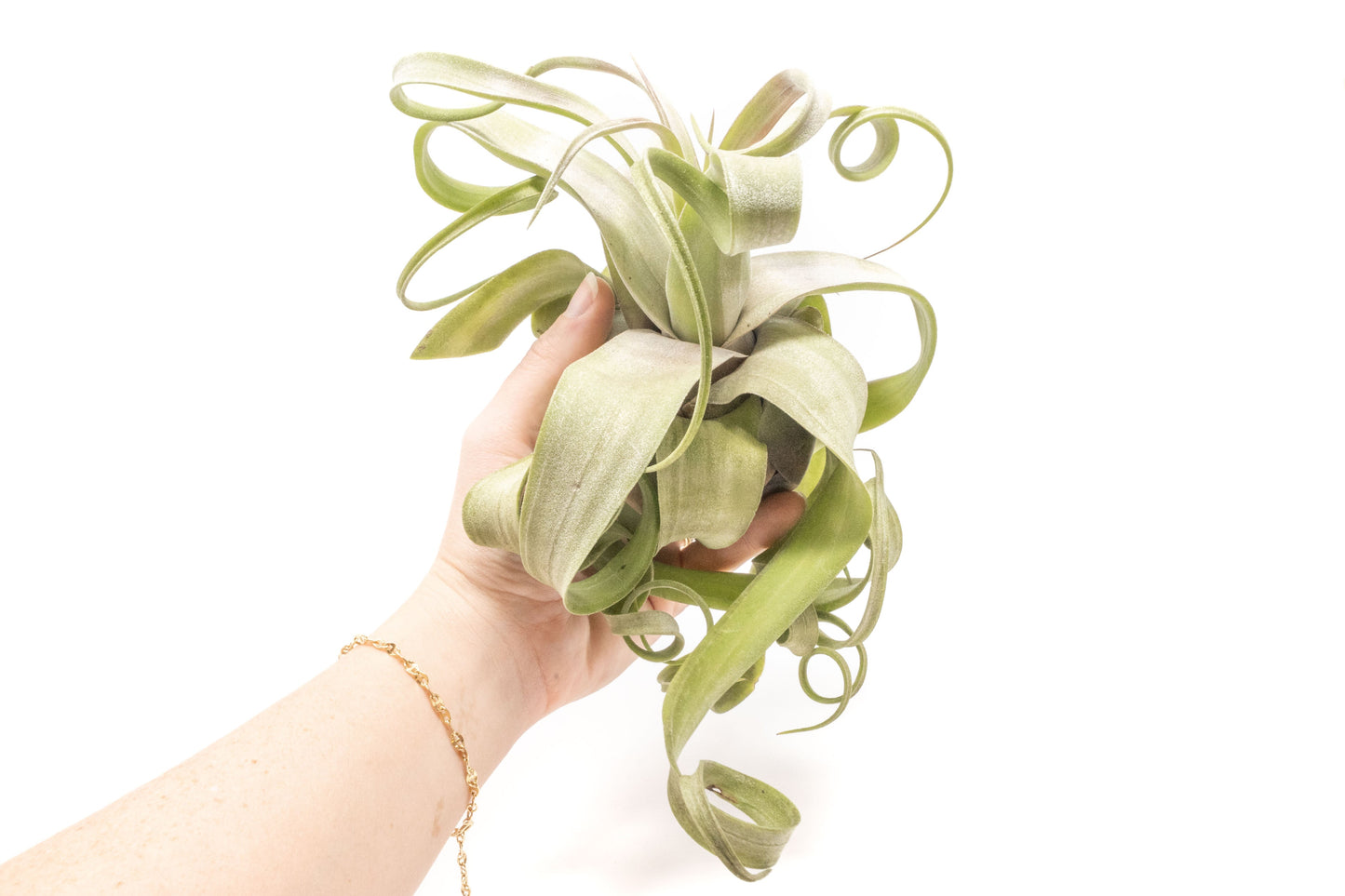 Tillandsia Streptophylla Air Plants  - Multiple Sizes