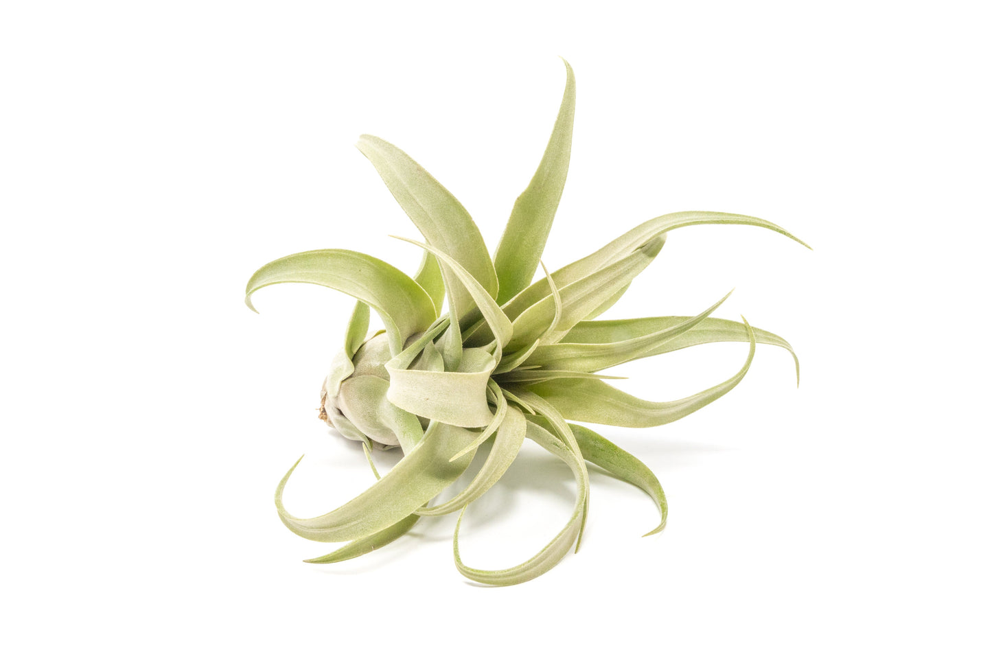 faux air plant SALE - Tillandsia Streptophylla Air Plants - Set of 3 or 6