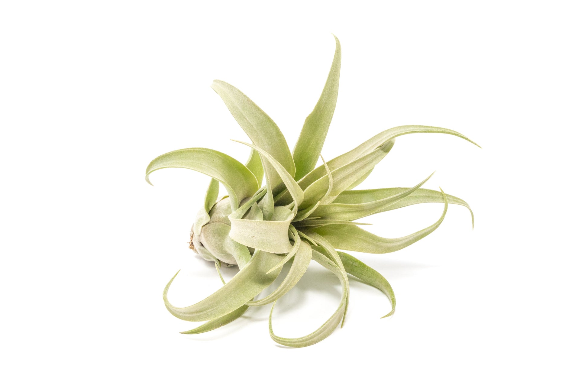 artificial air plants for sale SALE - Tillandsia Streptophylla Air Plants - Set of 3 or 6