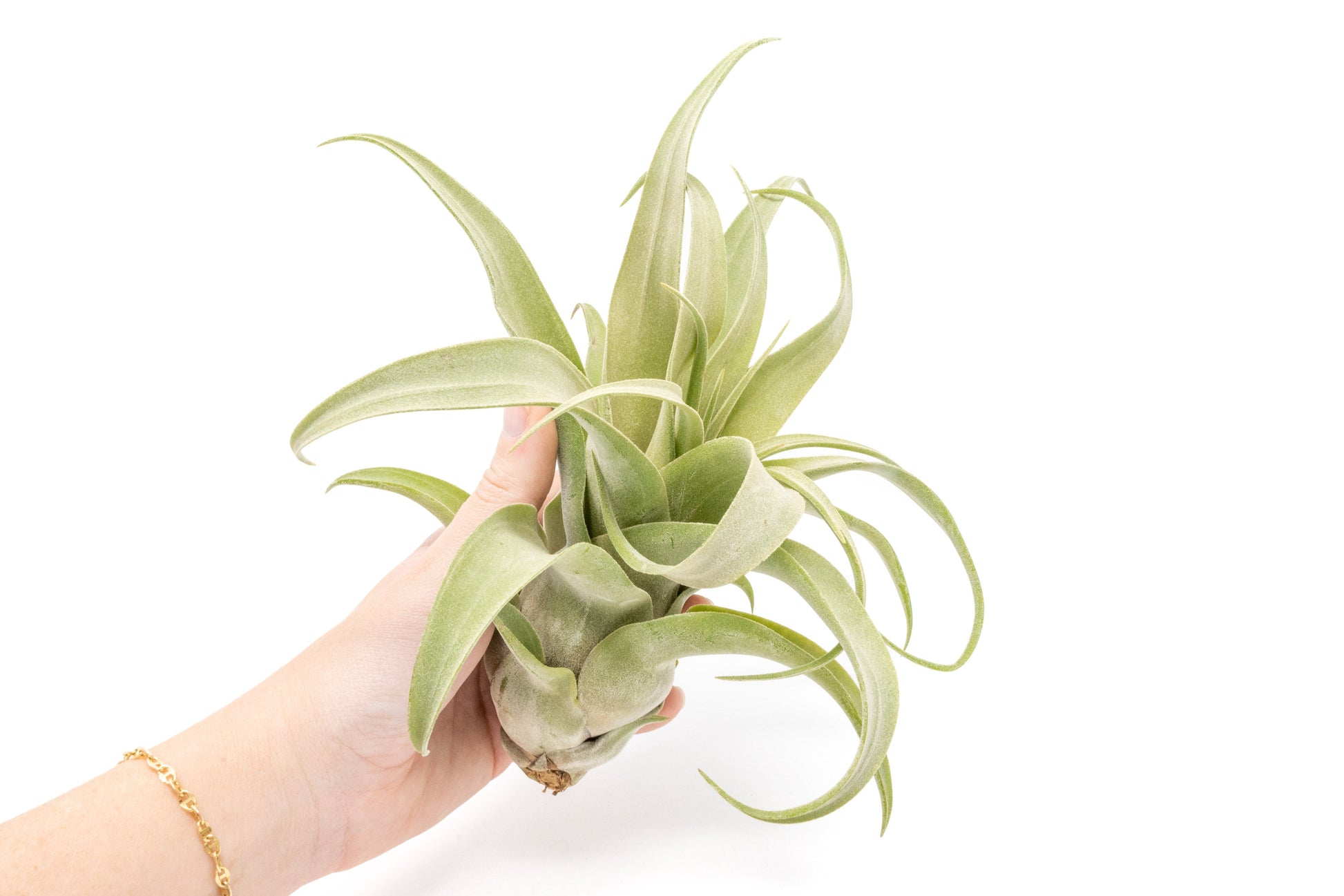 air plant for sale near me SALE - Tillandsia Streptophylla Air Plants - Set of 3 or 6
