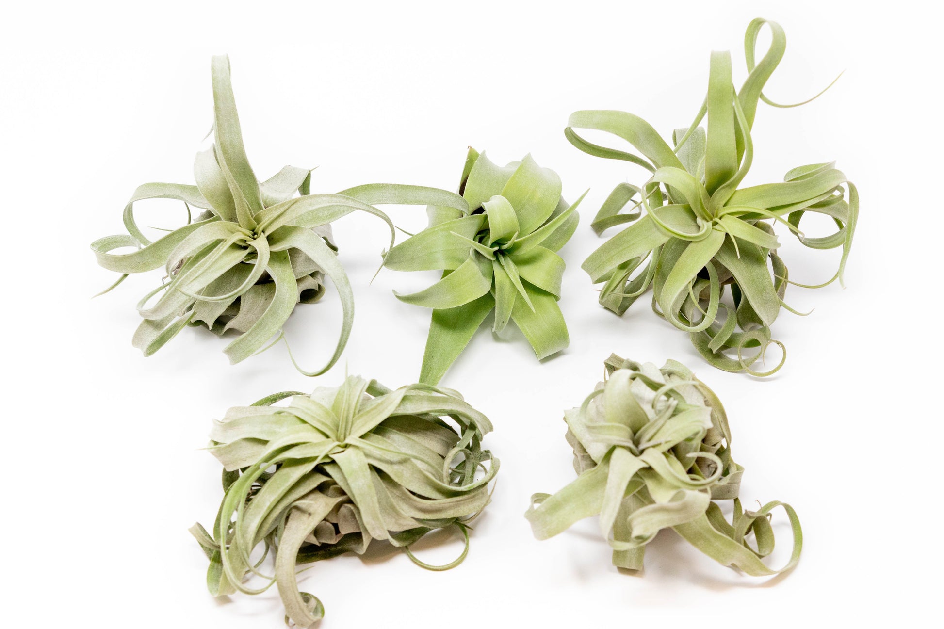 where buy air plants SALE - Tillandsia Streptophylla Air Plants - Set of 3 or 6