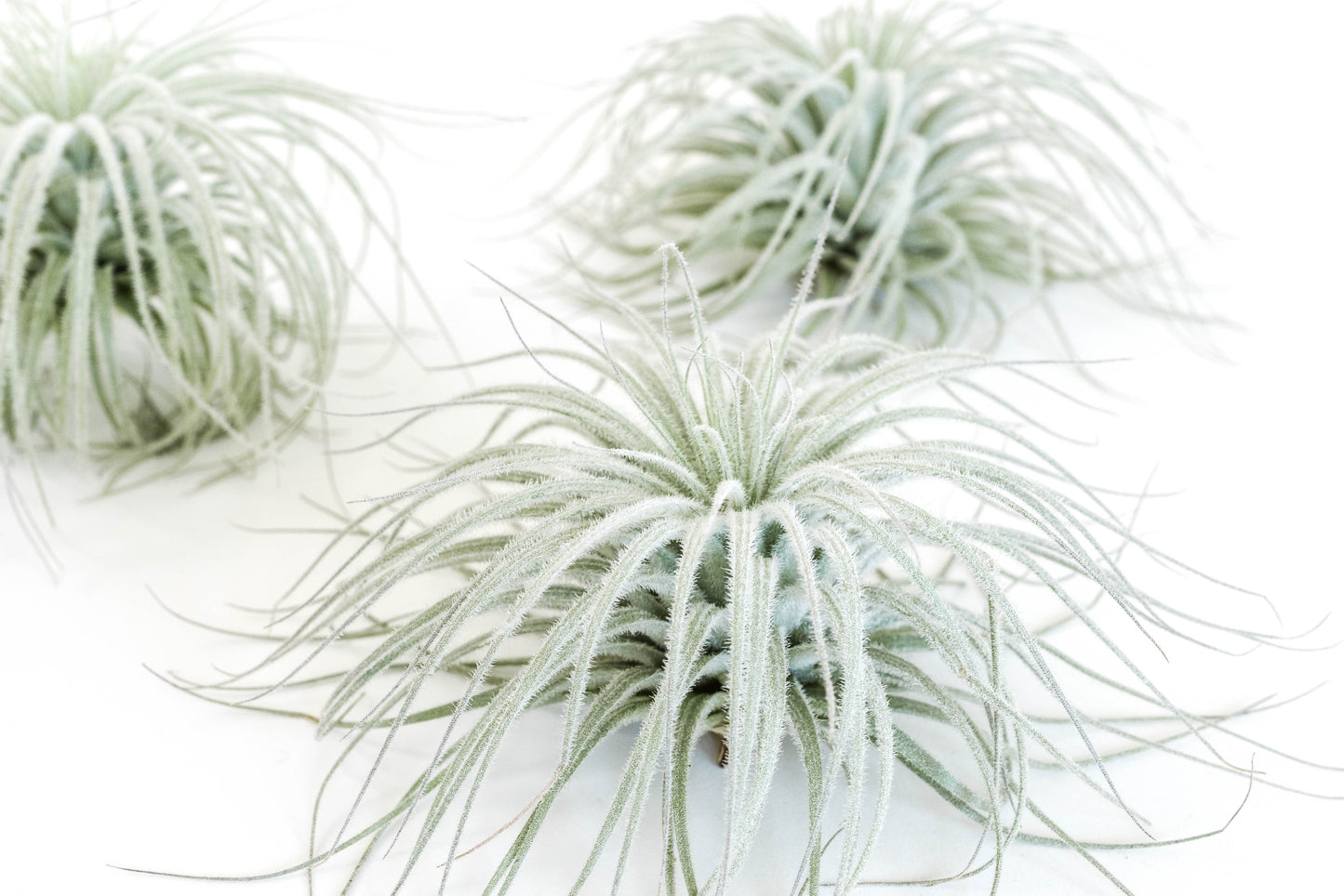 Tillandsia Tectorum Ecuador Air Plants