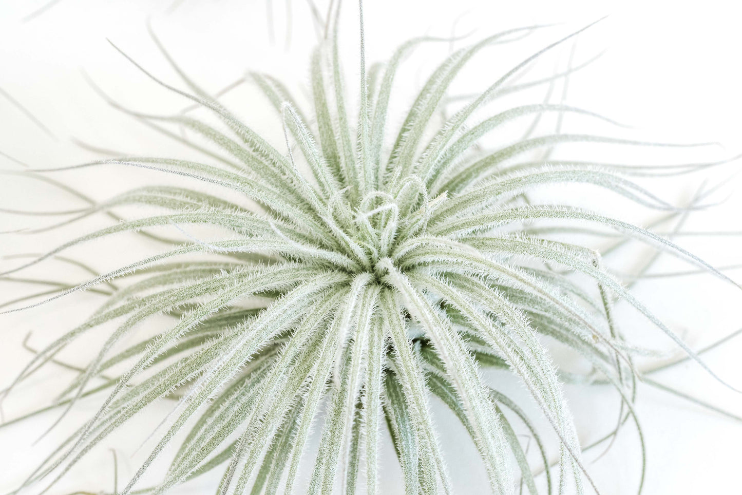 SALE - Tillandsia Tectorum Ecuador Air Plants - Set of 3, 6 or 9 - 25% Off