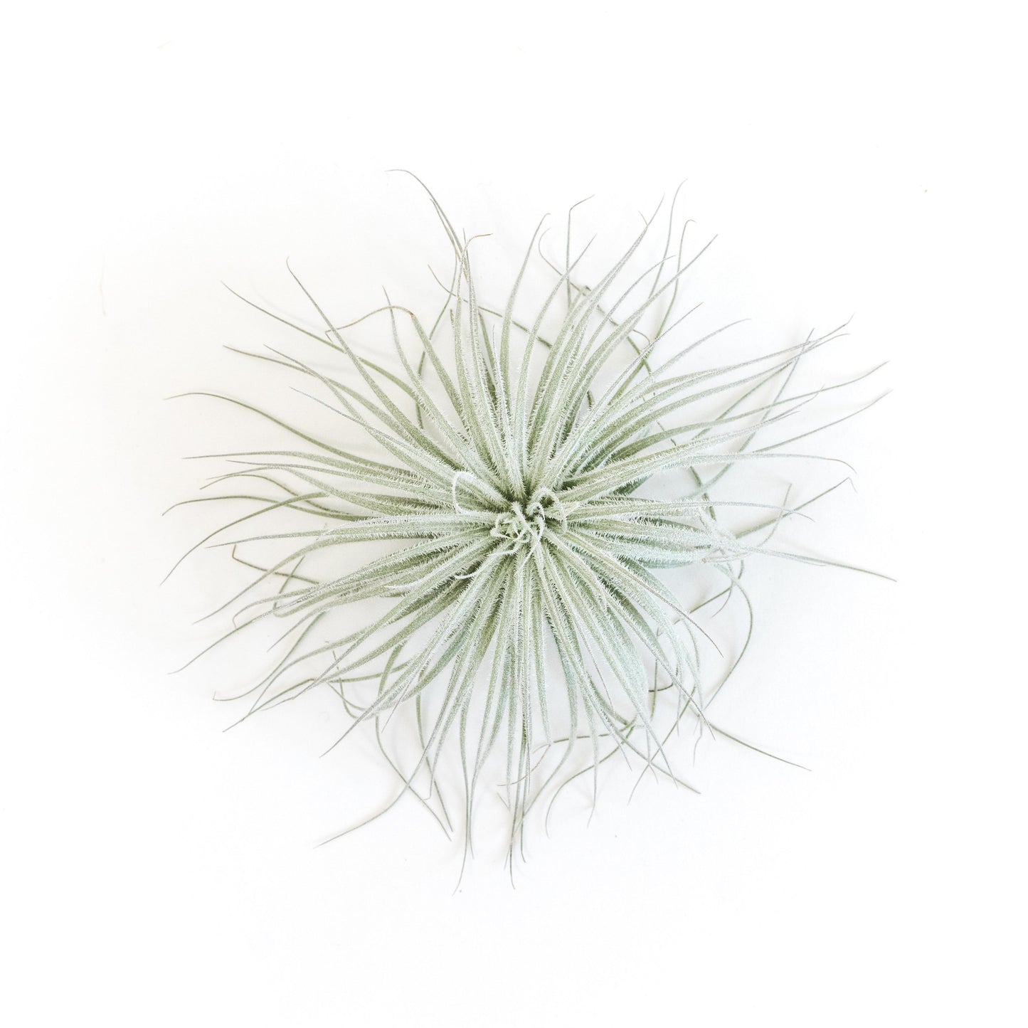 Tillandsia Tectorum Ecuador Air Plants