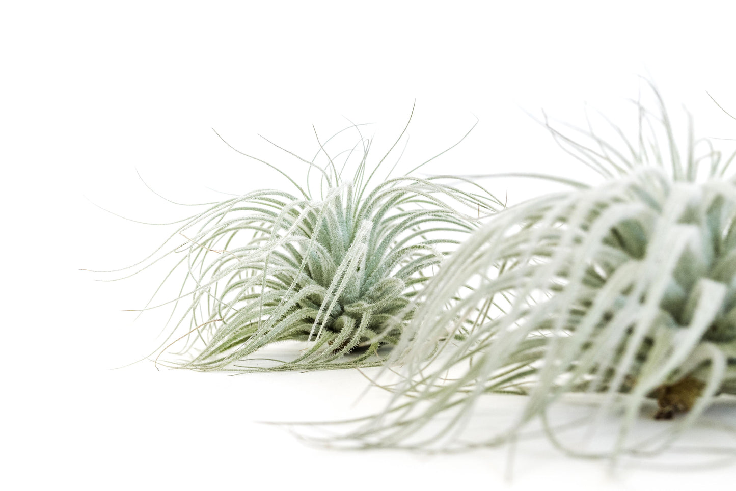 Tillandsia Tectorum Ecuador Air Plants