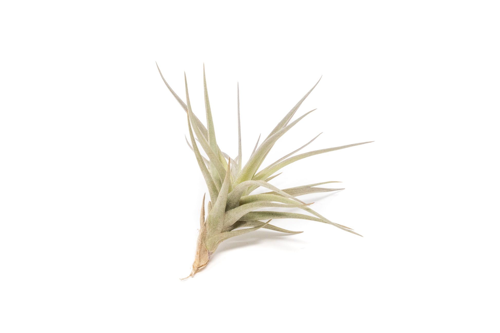where to buy air plant seeds Tillandsia Tenuifolia Air Plants