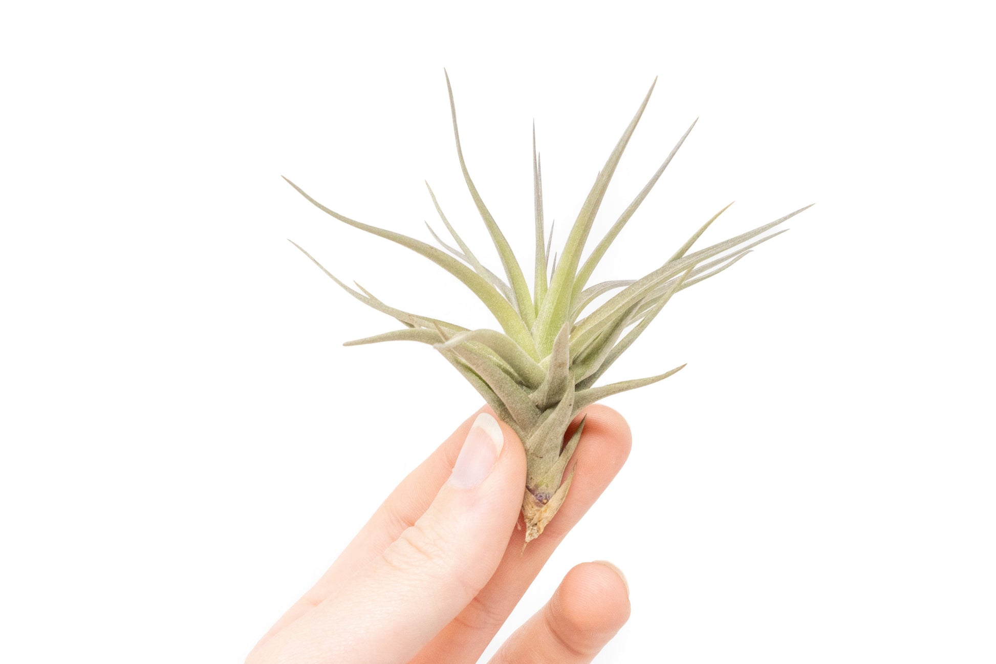 where to buy air plant seeds Tillandsia Tenuifolia Air Plants