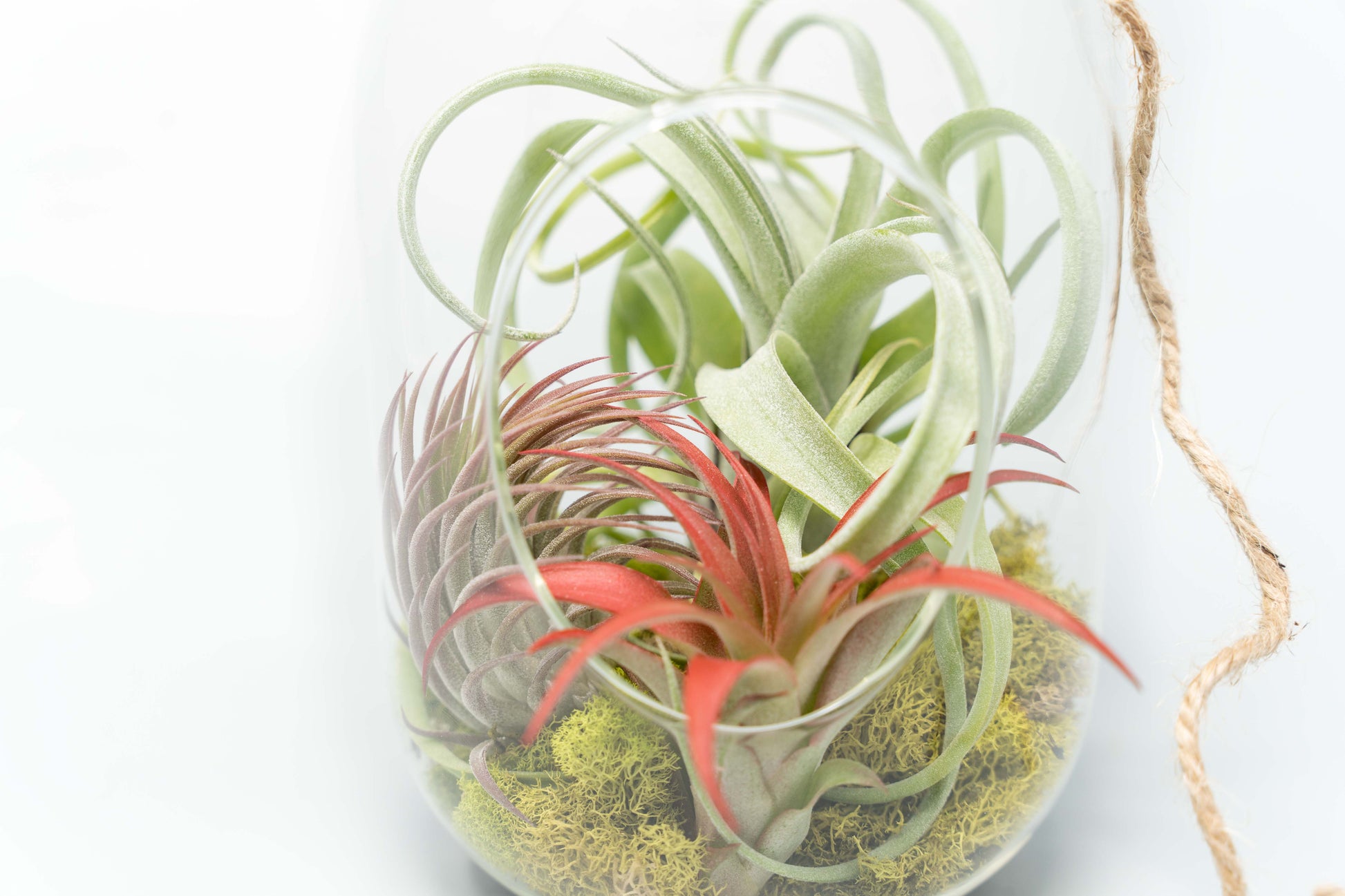 can you put air plants in a terrarium Capsule Terrarium with Moss and Tillandsia Air Plants – Seedville USA