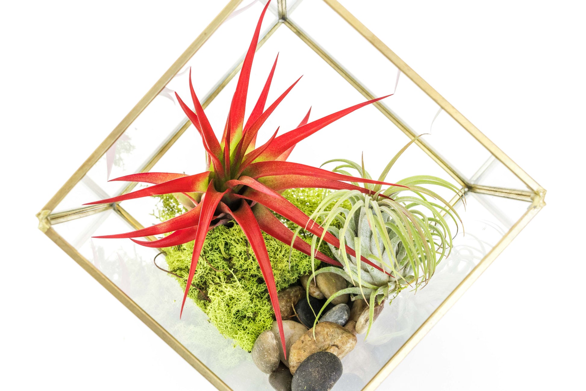 geometric plant terrarium Heptahedron Geometric Glass Terrarium with Tillandsia Red Abdita and I – Seedville USA