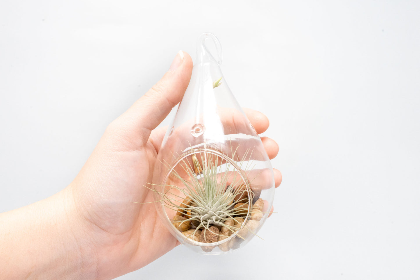 Teardrop Terrarium with Tillandsia Argentea Thin & Riverstones