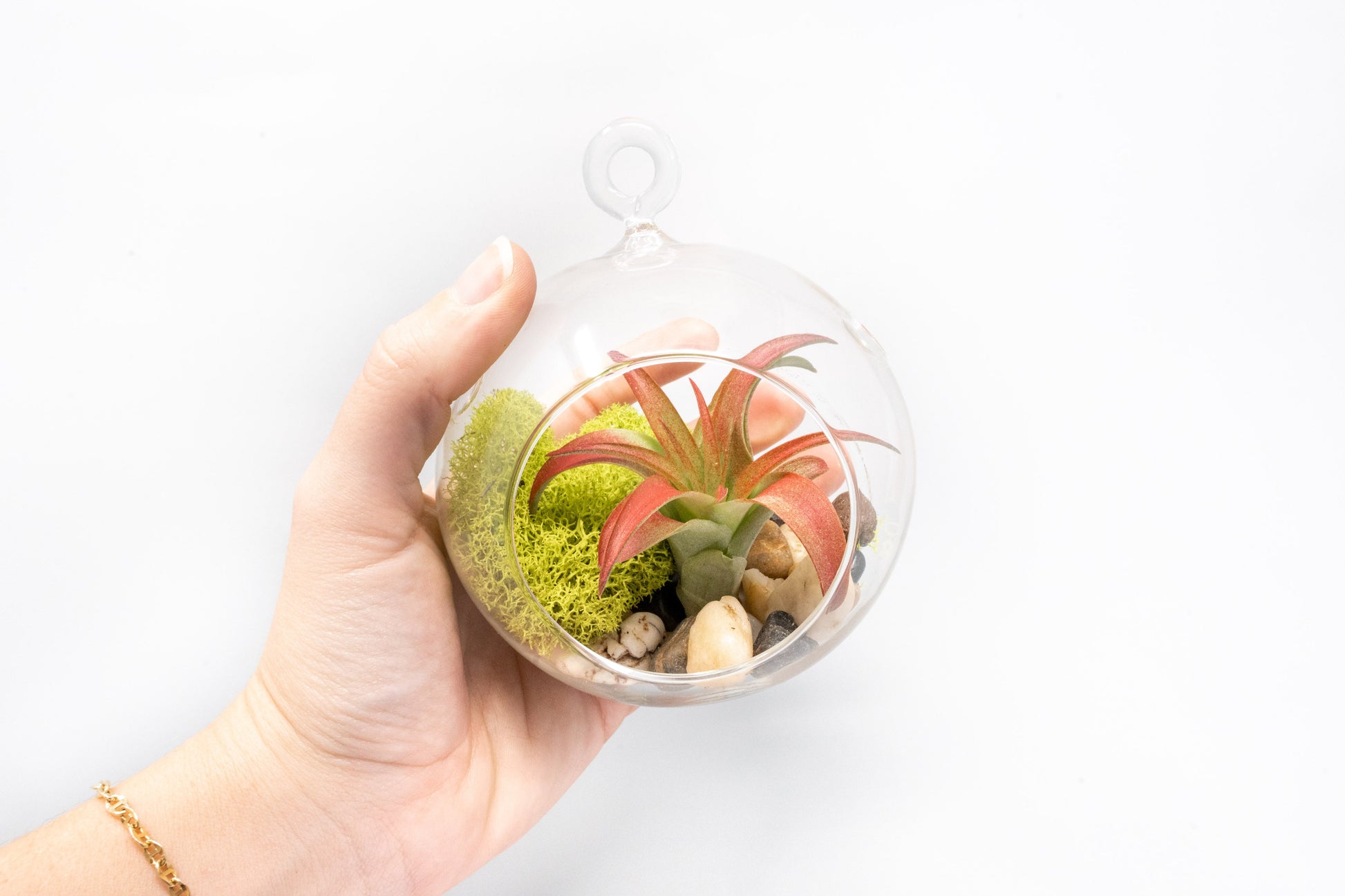 glass for air plants Set of 3 Stunning Hanging Glass Terrariums with Flat Bottoms – Seedville USA