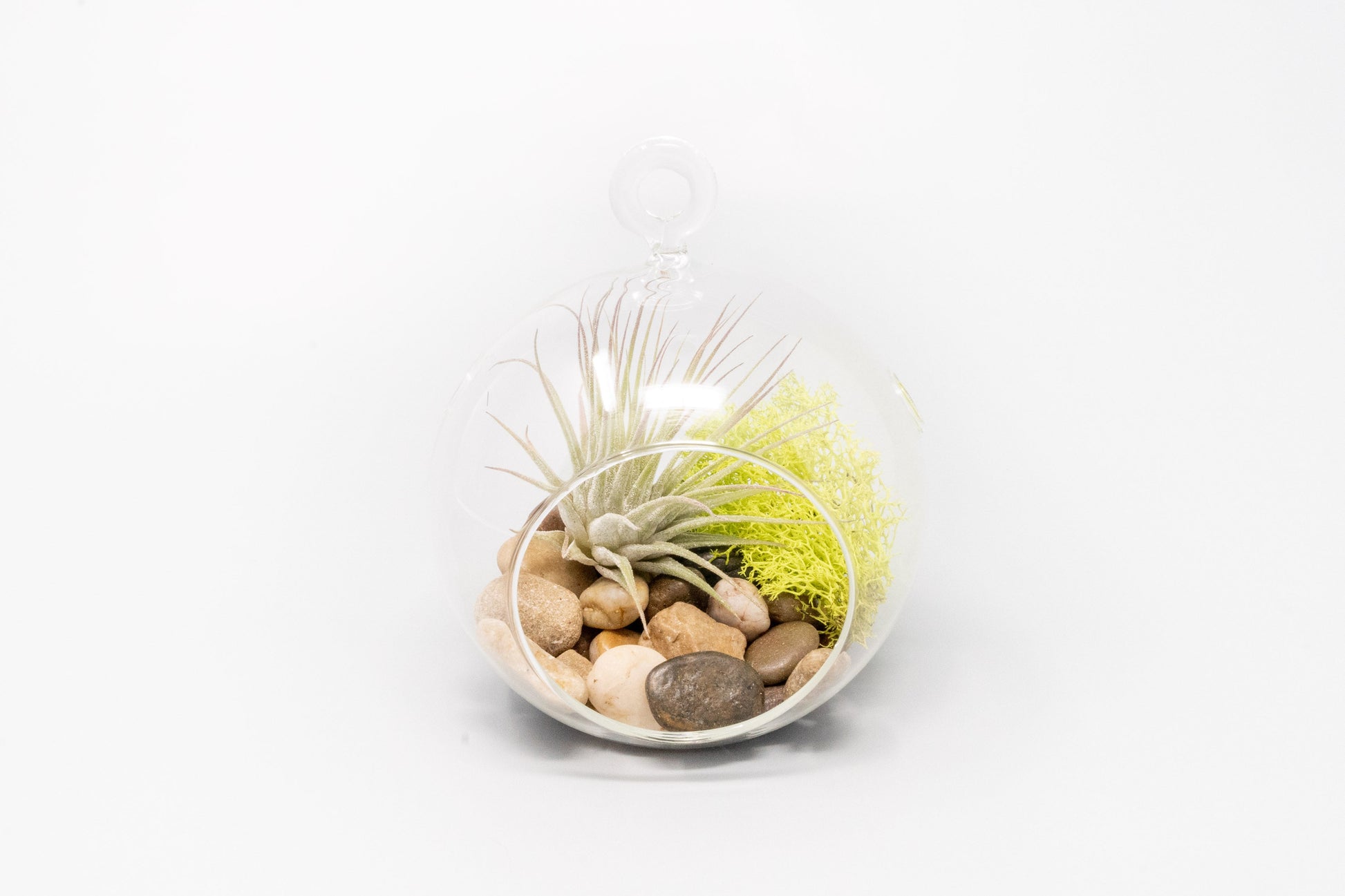 air plant terrarium supplies Set of 3 Stunning Hanging Glass Terrariums with Flat Bottoms – Seedville USA