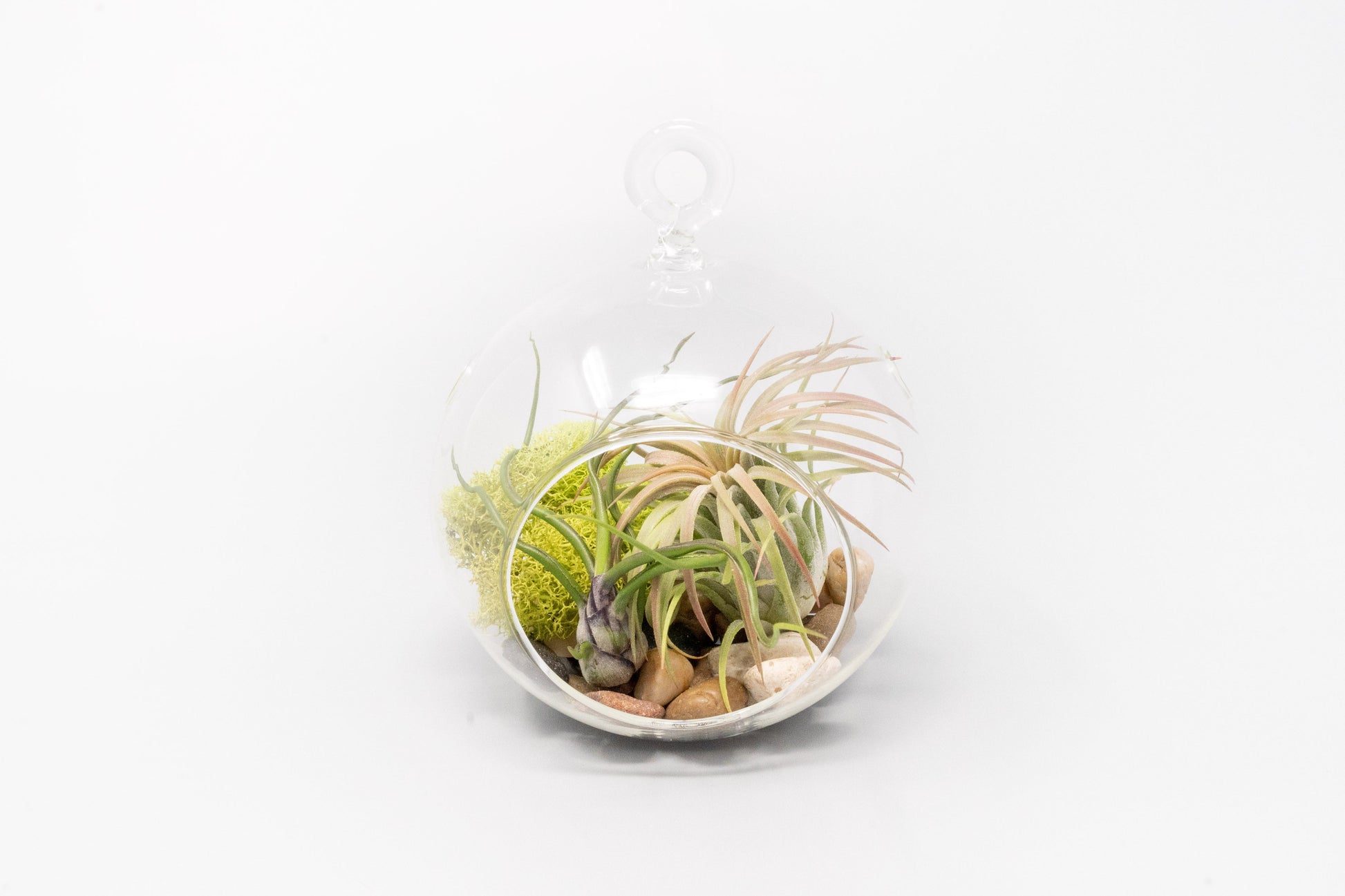hanging glass air plants Set of 3 Stunning Hanging Glass Terrariums with Flat Bottoms – Seedville USA
