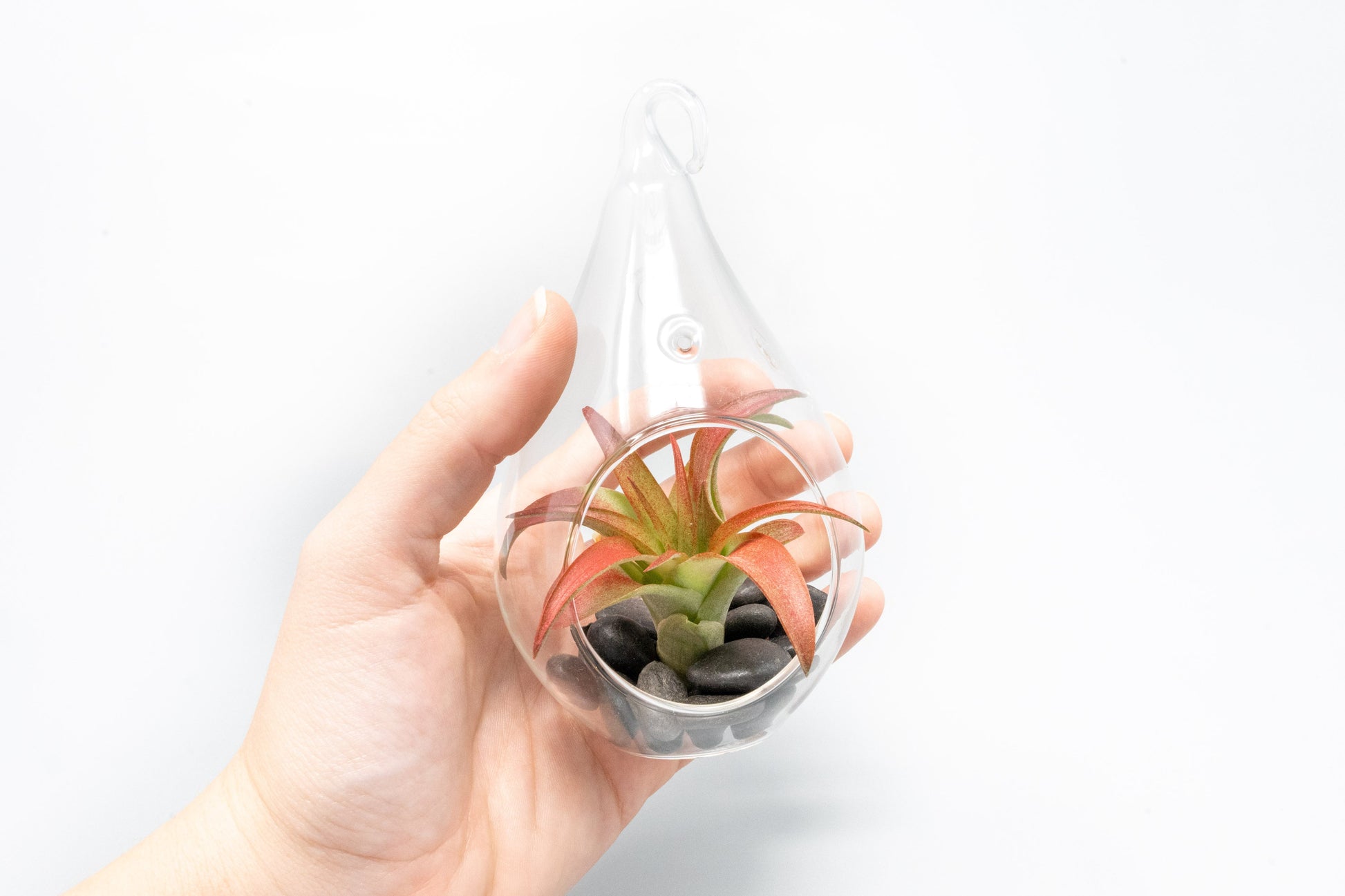 terrarium plants sale SALE