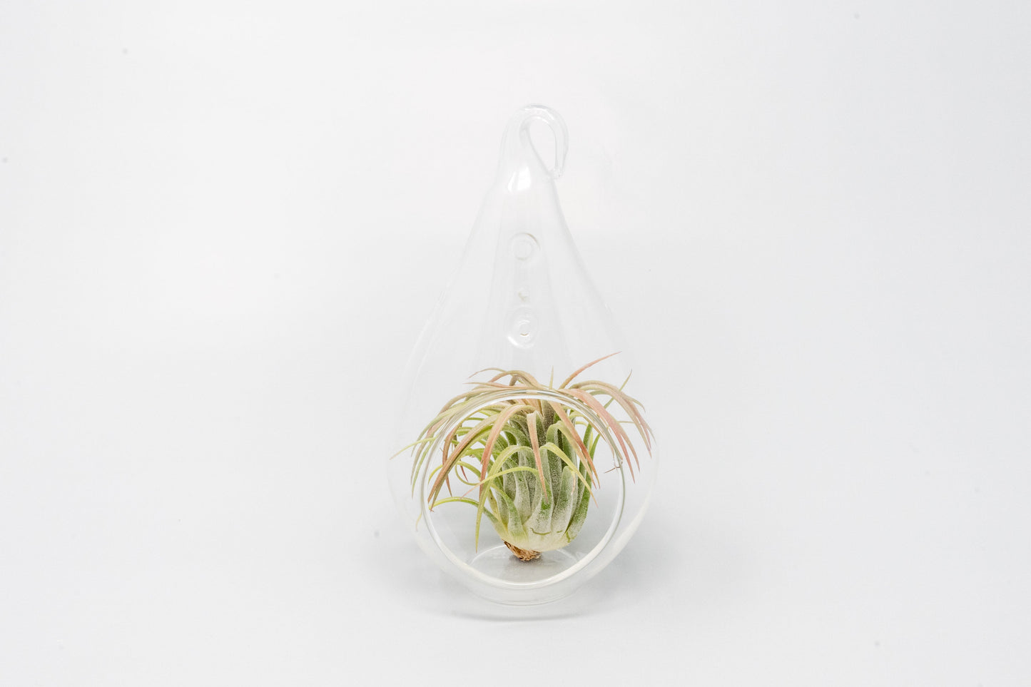 Minimalist Terrarium in a Glass Teardrop - Choose Your Custom Tillandsia Air Plant