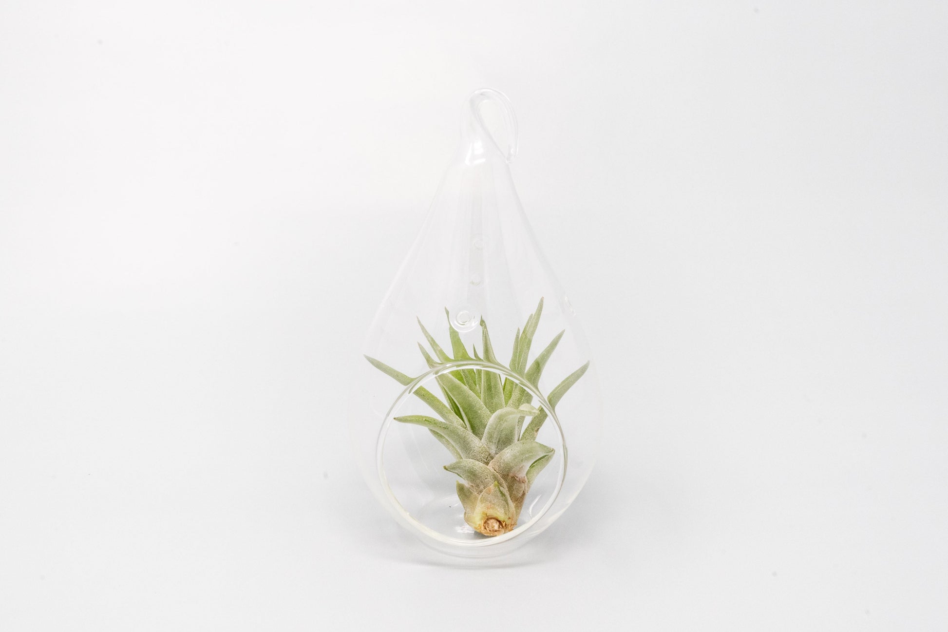 teardrop air plant terrarium Minimalist Terrarium in a Glass Teardrop