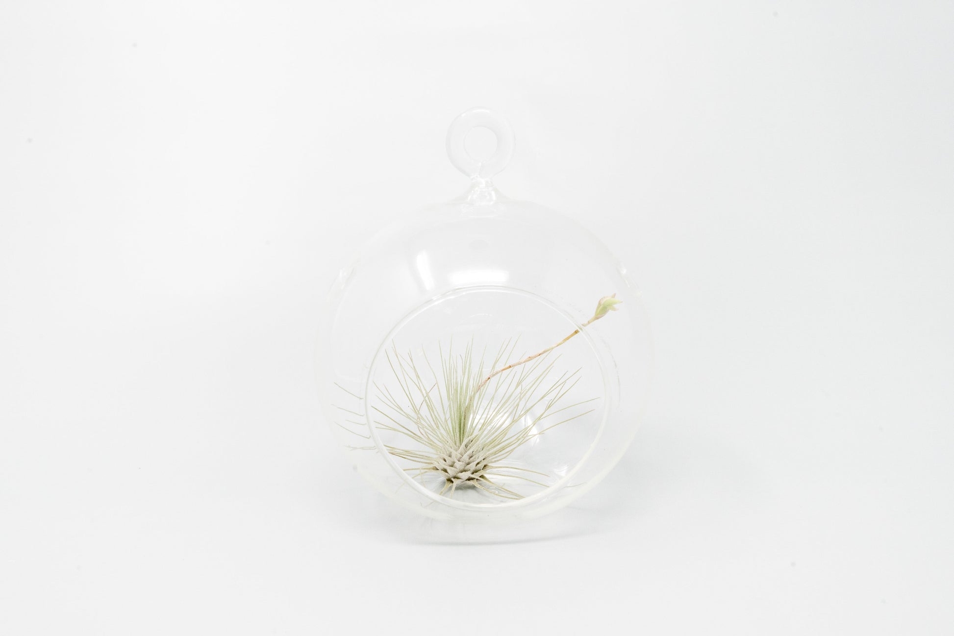 air plant globes Minimalist Terrarium in a Glass Globe with Flat Bottom