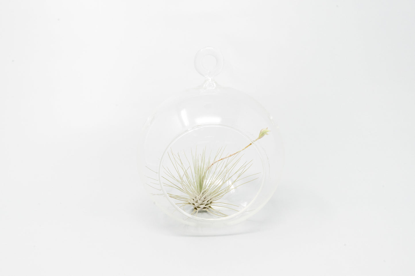 Minimalist Terrarium in a Glass Globe with Flat Bottom - Choose Your Custom Tillandsia Air Plant