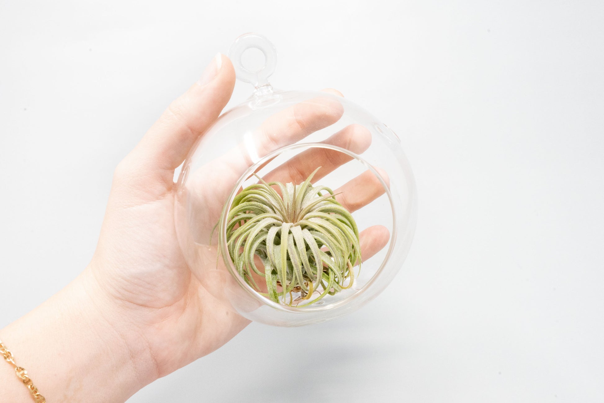 air plant glass globe Minimalist Terrarium in a Glass Globe with Flat Bottom