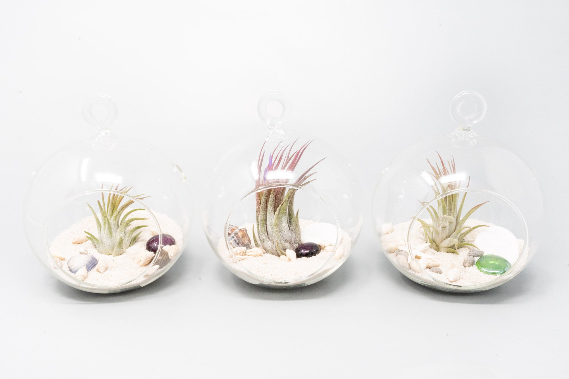 air plants in sand Beach Terrarium in Flat Bottom Globe with White Sand and Tillandsia Io – Seedville USA
