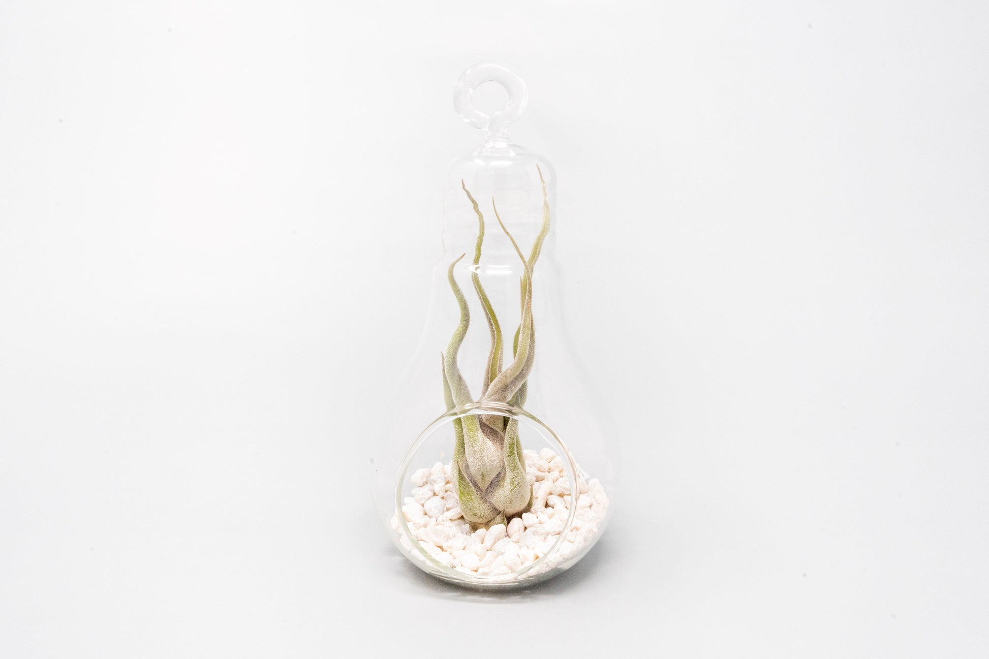 light bulb air plant terrarium Hanging Light Bulb Terrarium with Crushed White Stones and Tillandsia – Seedville USA