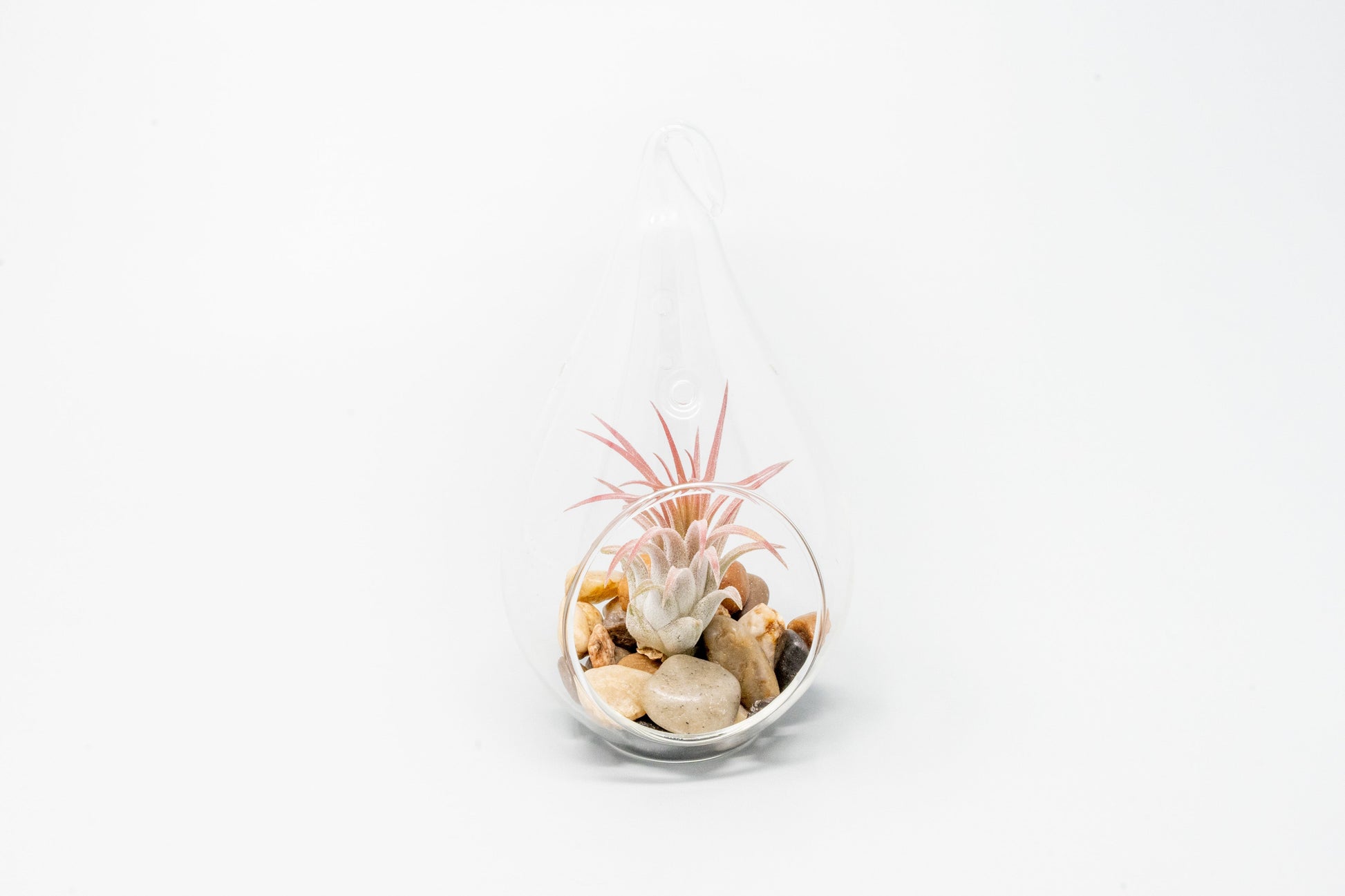 air plant kits for sale SALE
