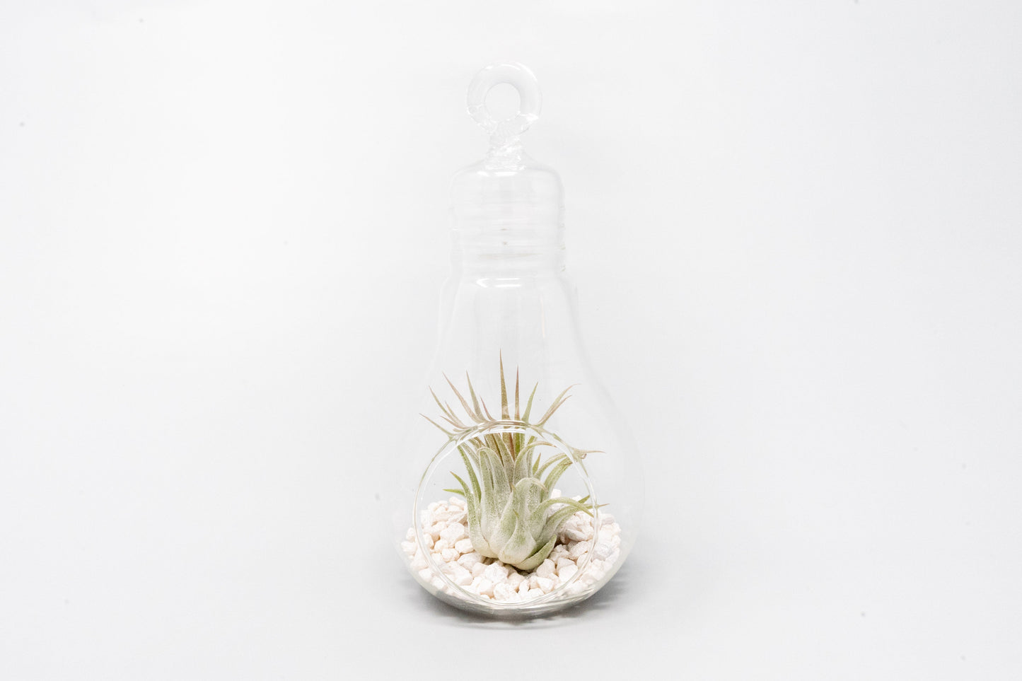 Hanging Light Bulb Terrarium with Crushed White Stones and Tillandsia Air Plant