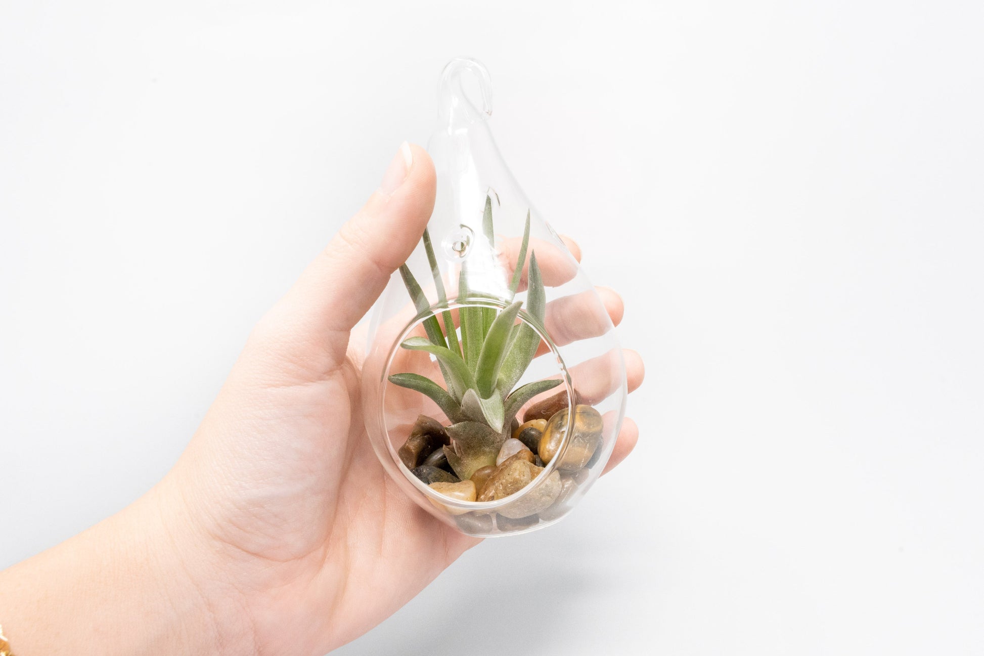 air plant terrarium for sale SALE