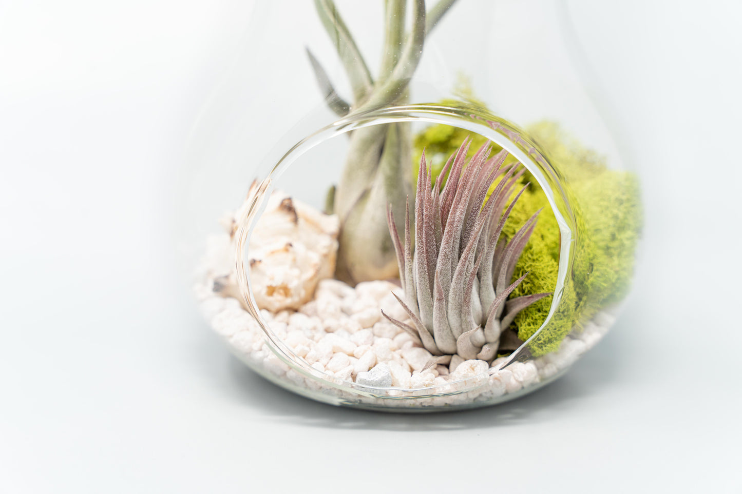 Pear Terrarium with Pebble Kit and Tillandsia Air Plants