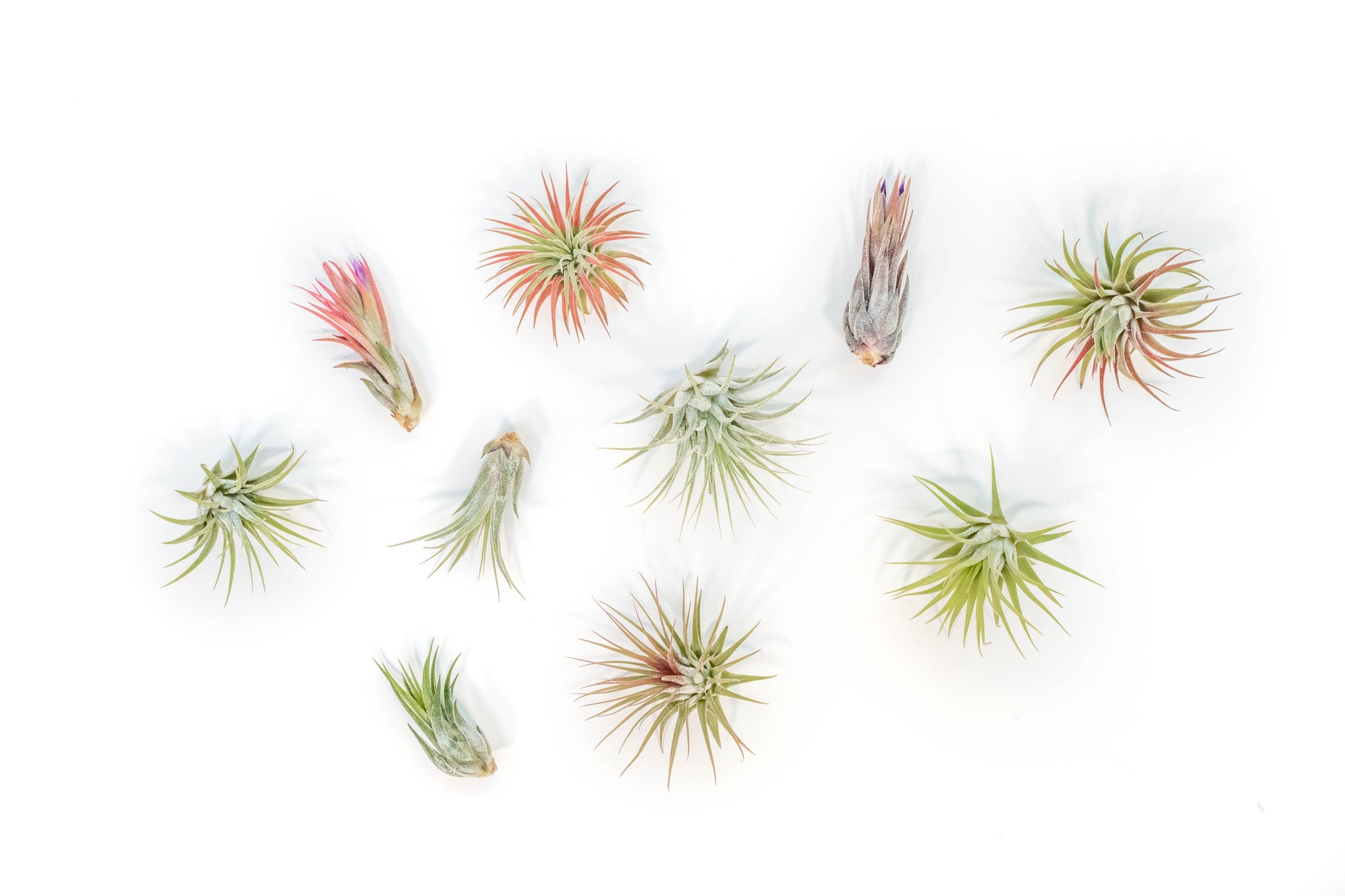 tillandsia air plant pups SALE - Mini Tillandsia Ionantha Air Plant Pups - Sets of 5, 10 or 15