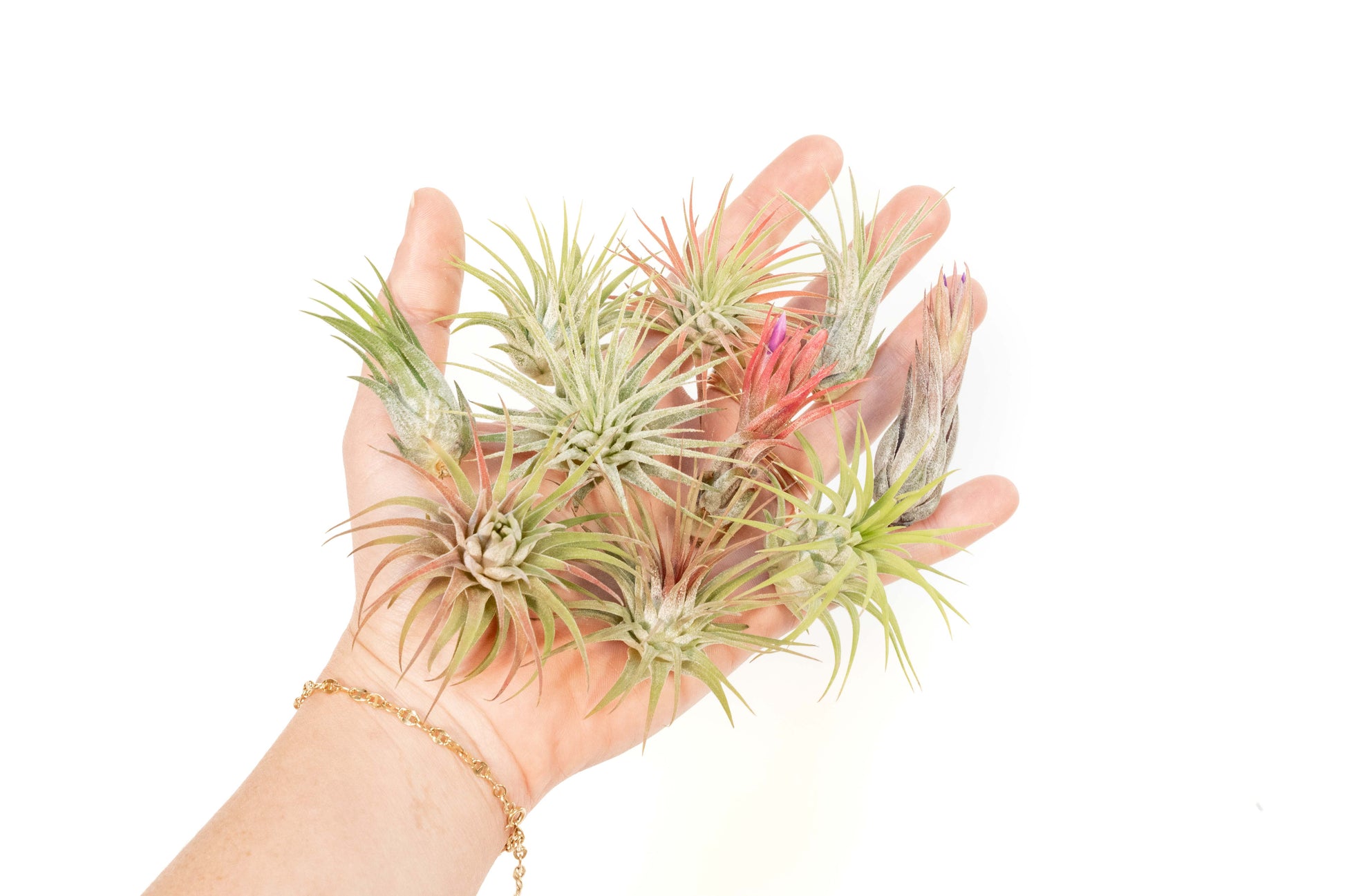 tillandsia air plants for sale SALE - Mini Tillandsia Ionantha Air Plant Pups - Sets of 5, 10 or 15