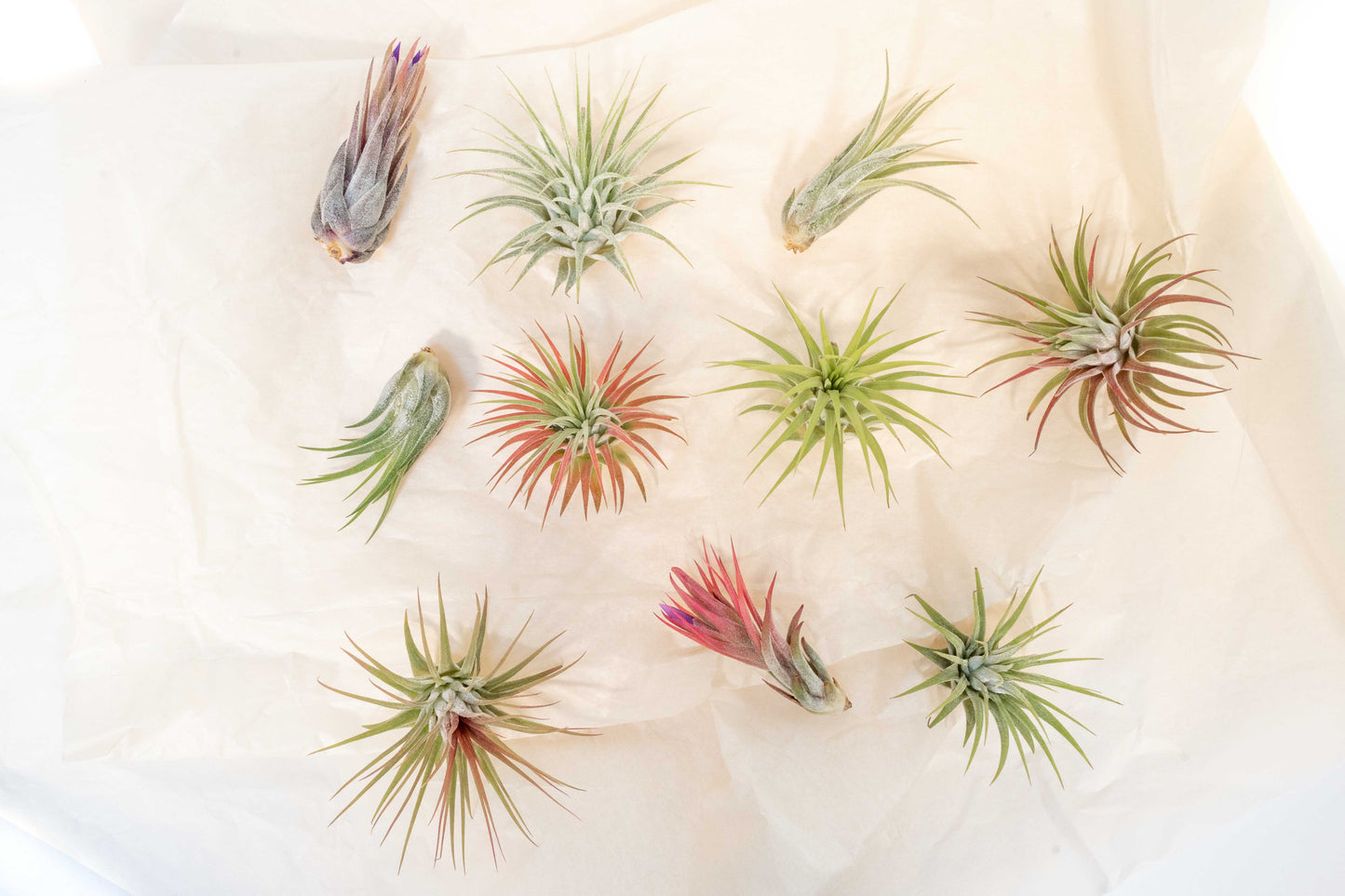 SALE - Mini Tillandsia Ionantha Air Plant Pups -  Sets of 5, 10 or 15  - 40% Off