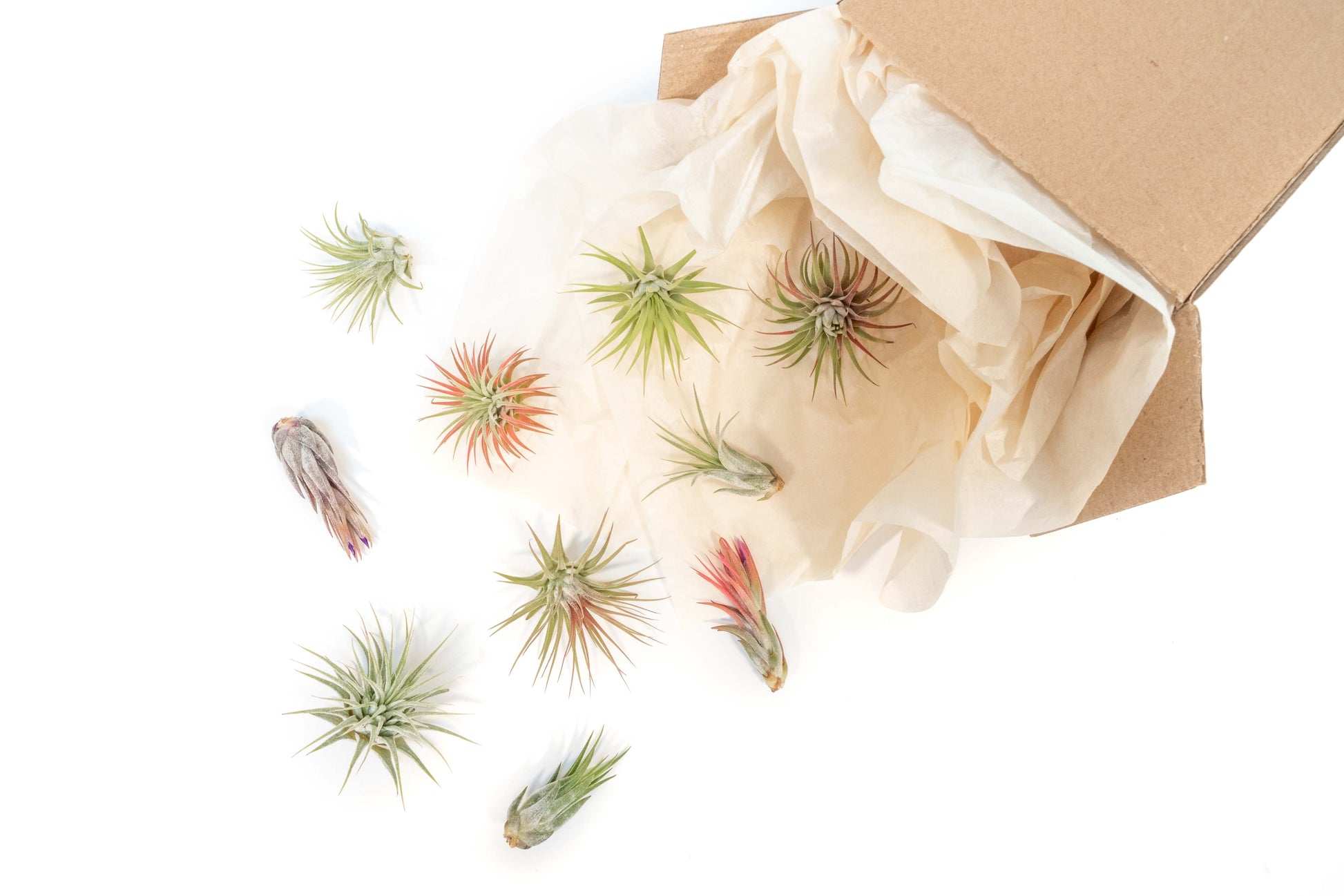 air plant seeds for sale SALE - Mini Tillandsia Ionantha Air Plant Pups - Sets of 5, 10 or 15