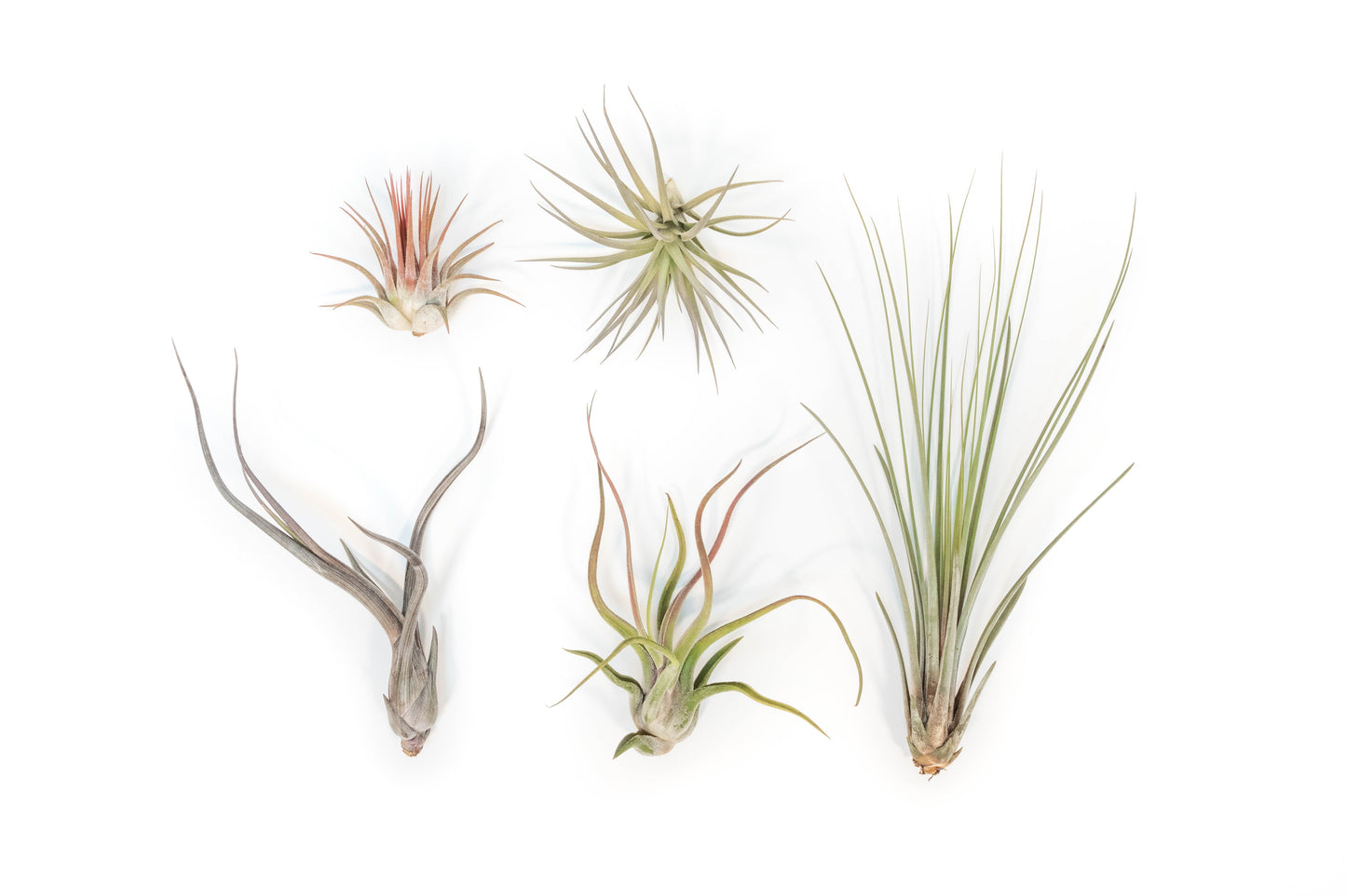 SALE - The Yucatan Collection of Tillandsia Air Plants - Set of 10 or 20 - 50% Off