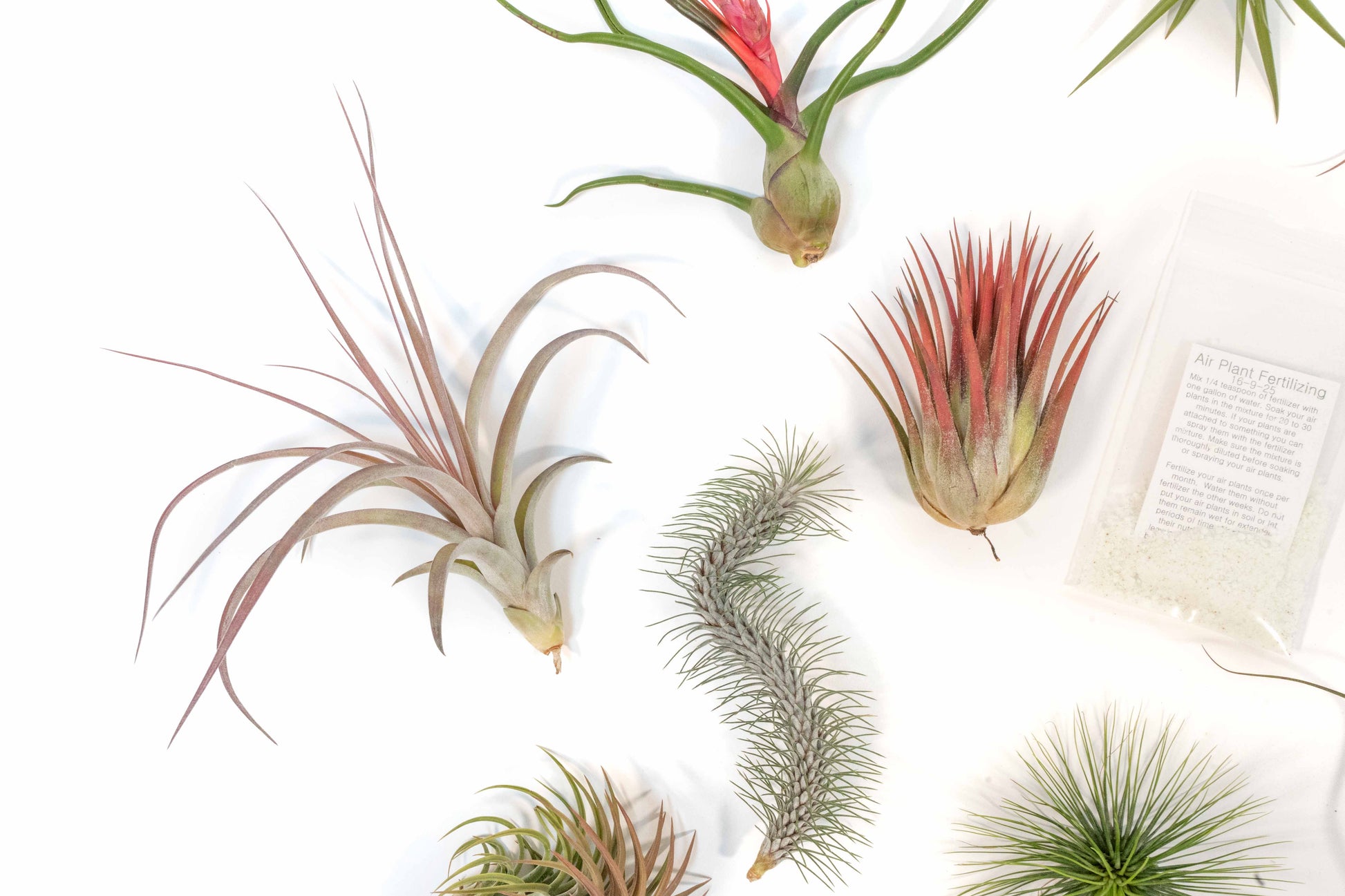 fertilizing air plants SALE - Premium Tillandsia Air Plant Grab Bag & Fertilizer Packet