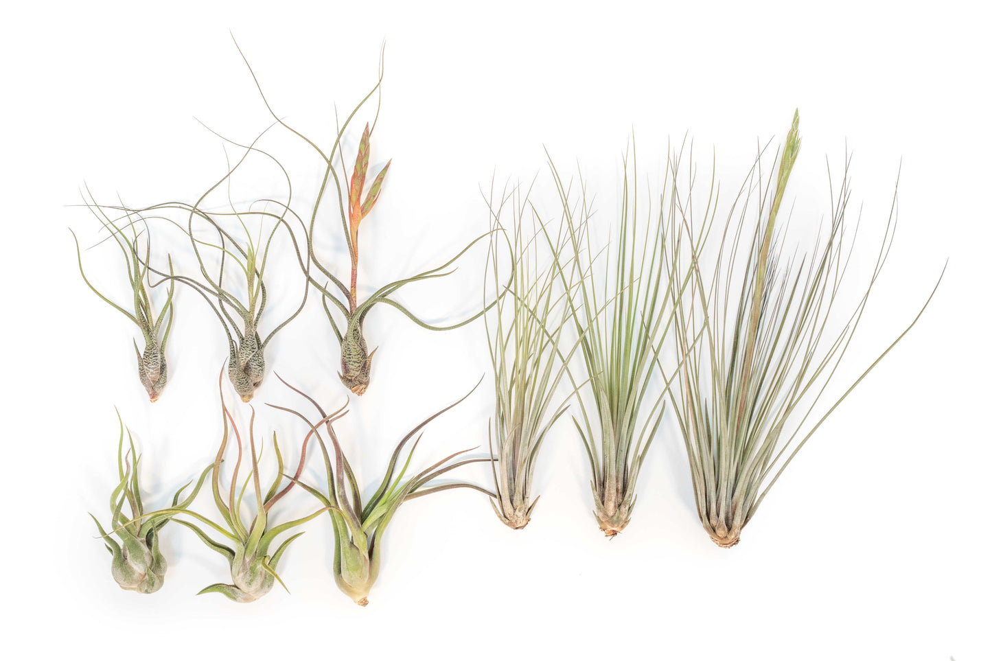 SALE - Long & Lovely Collection of Tillandsia Air Plants - Set of 9 or 18 - 50% Off