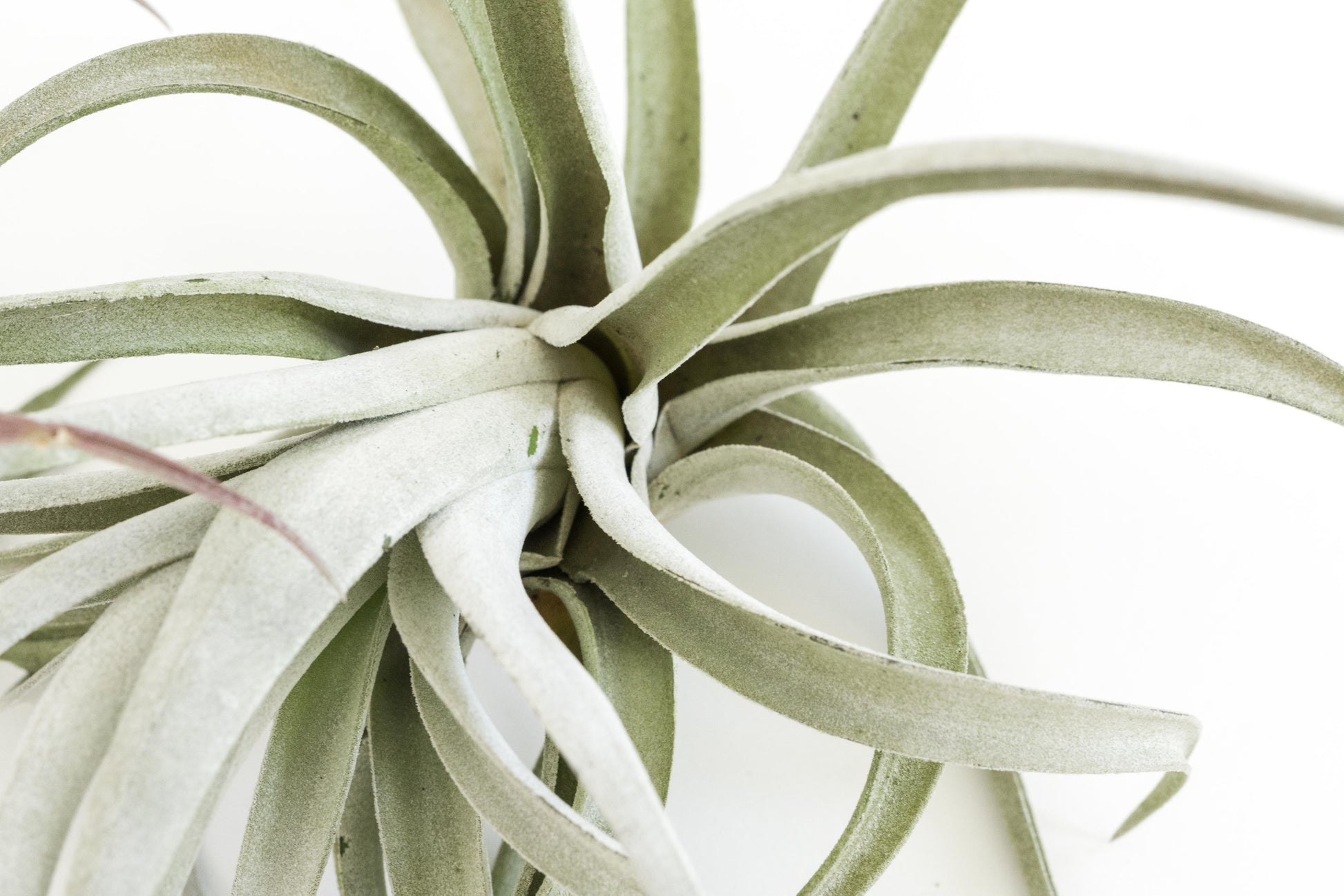 real air plants for sale SALE - Special Jumbo Tillandsia Air Plants - Set of 12