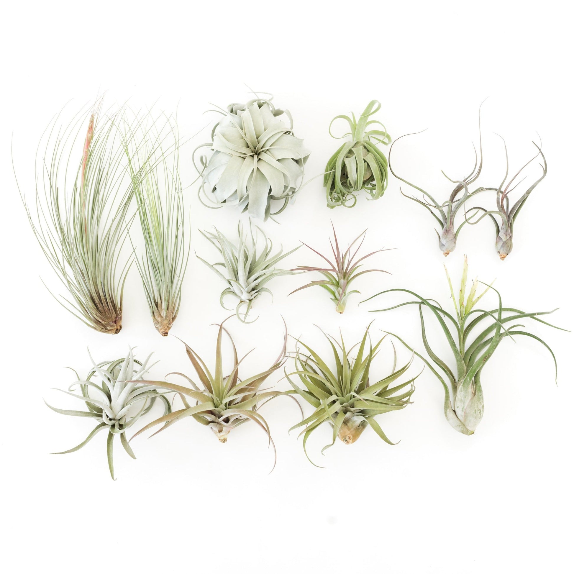 tillandsia air plants near me SALE - Special Jumbo Tillandsia Air Plants - Set of 12