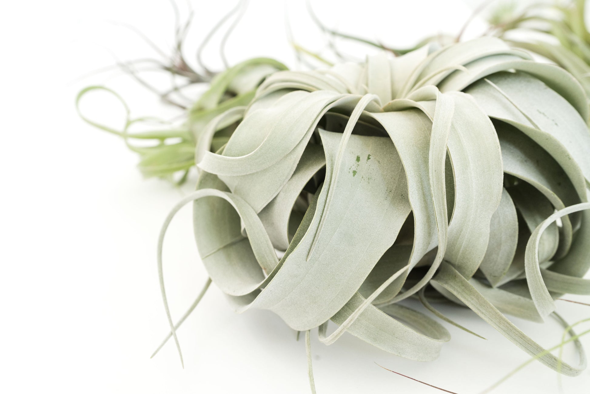 jumbo air plants SALE - Special Jumbo Tillandsia Air Plants - Set of 12