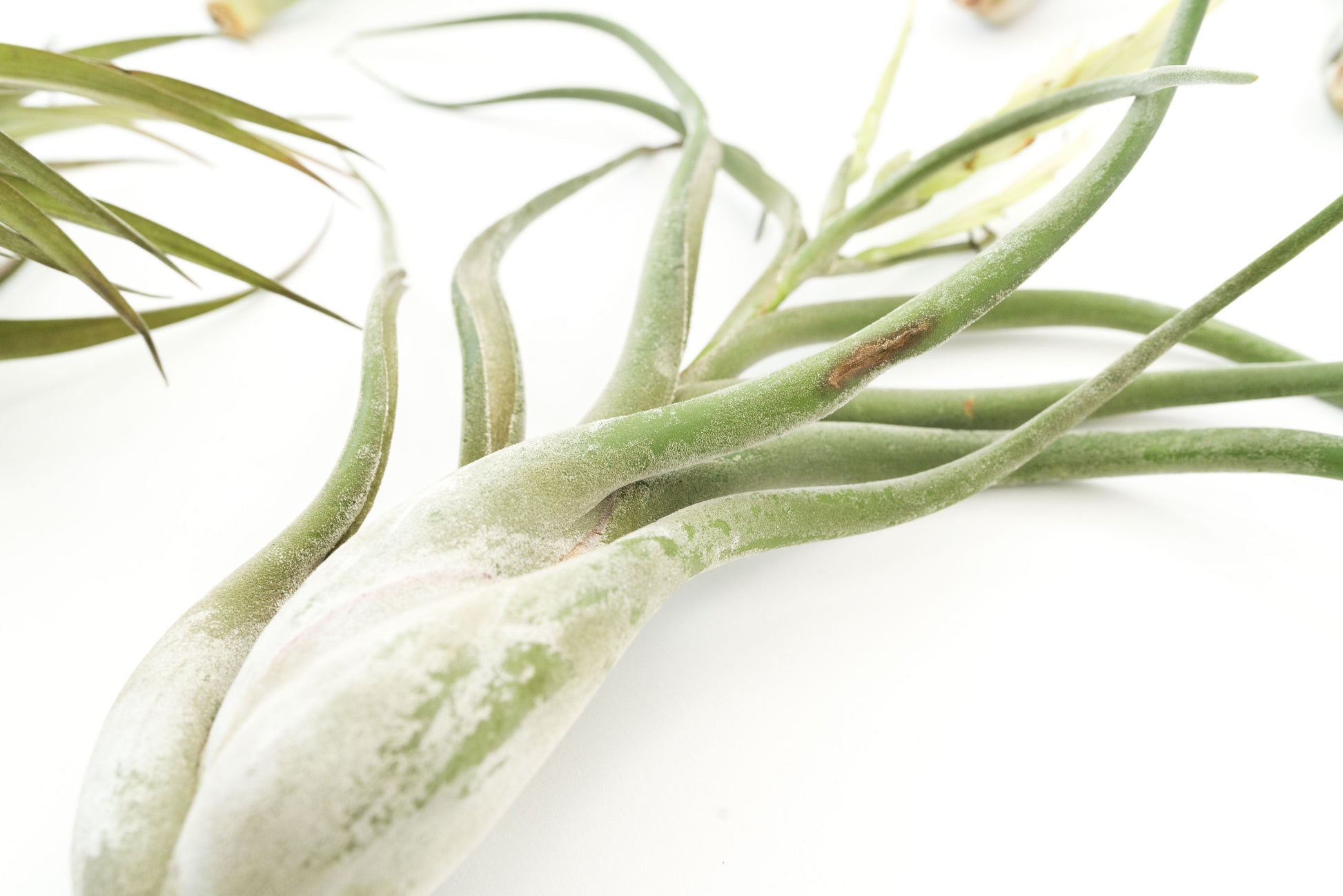jumbo air plants SALE - Special Jumbo Tillandsia Air Plants - Set of 12