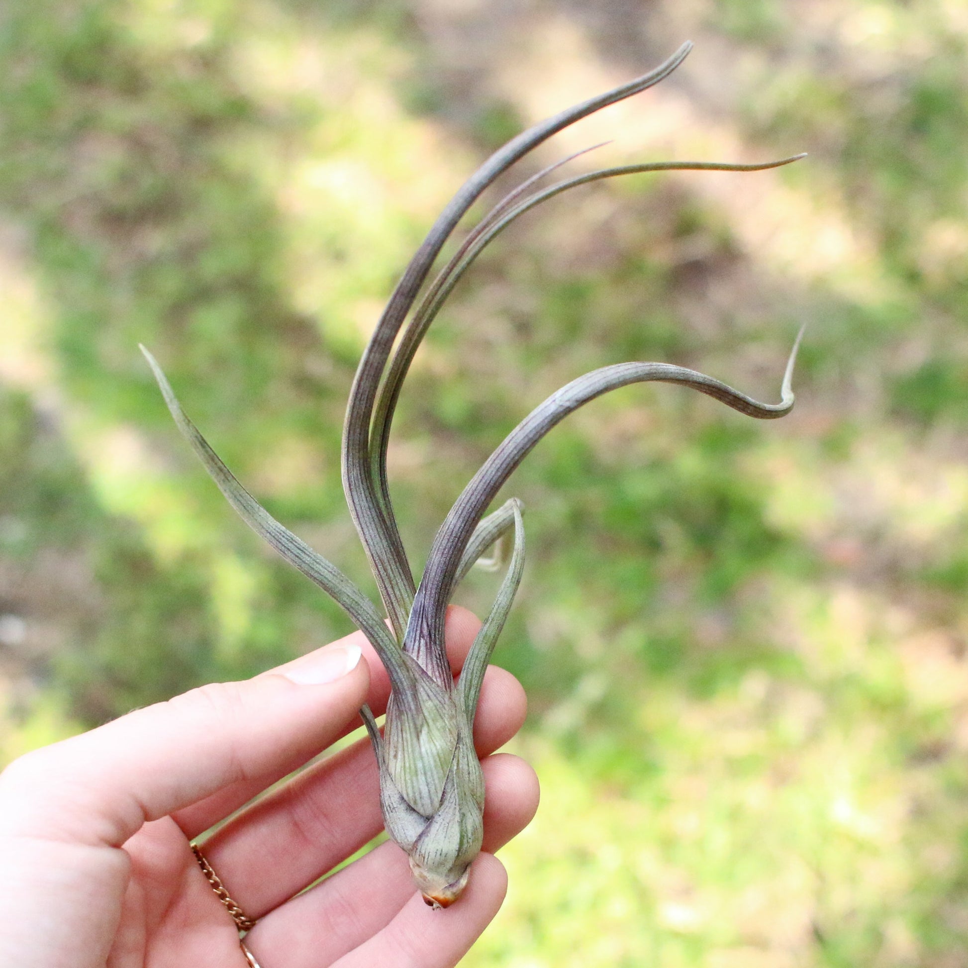 baileyi air plant Large Tillandsia Baileyi Air Plants / 6-9 Inch Plants – Seedville USA