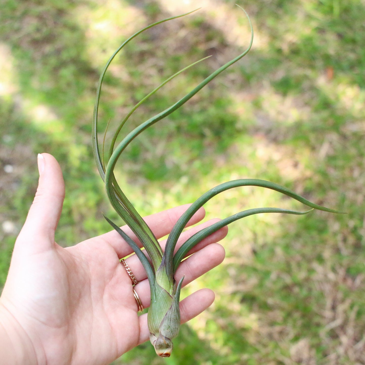 SALE - Tillandsia Baileyi Air Plants - Set of 5 or 10 - 50% Off